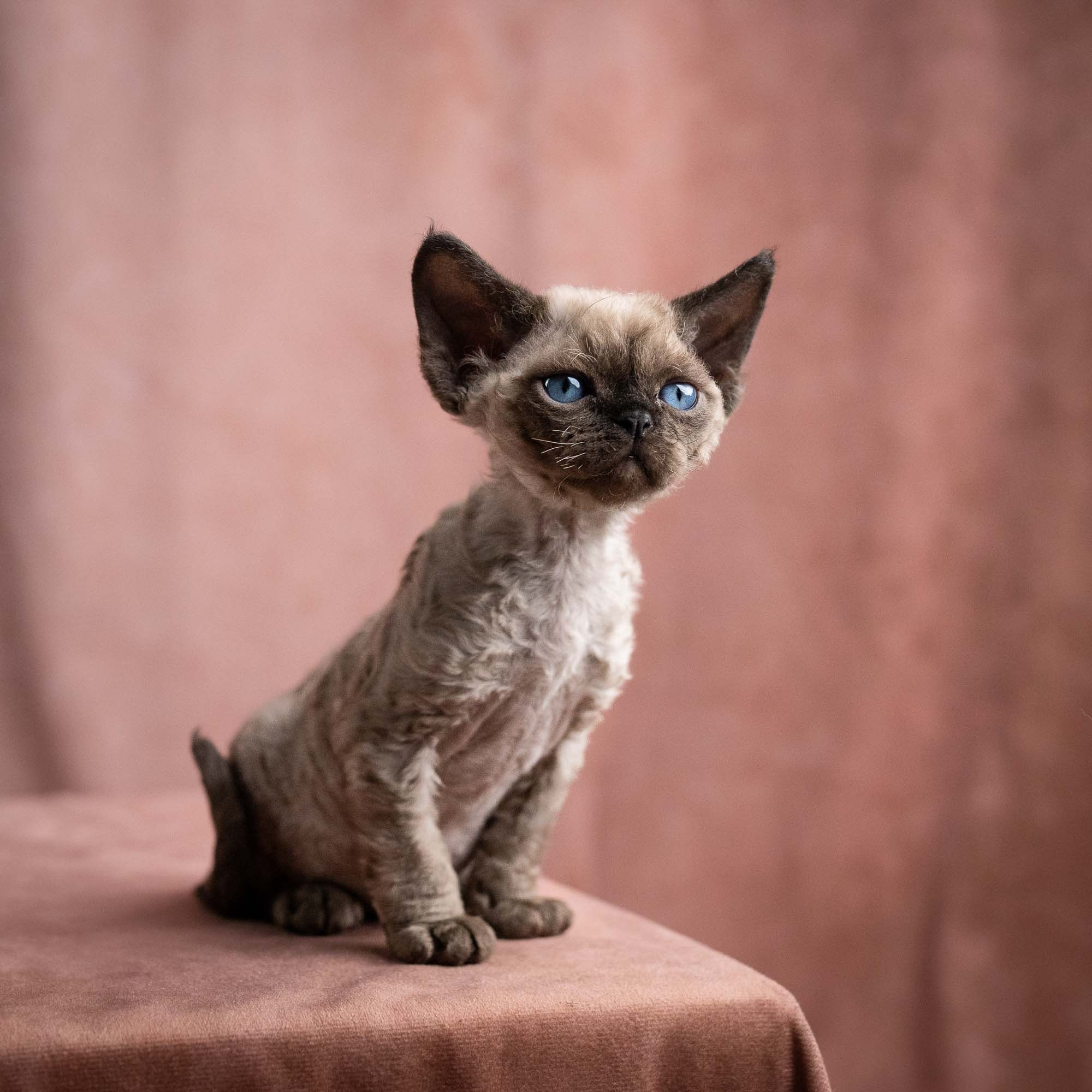 Vinci, boy, born on 08.27.2026. Devon Rex Pixie Cattery