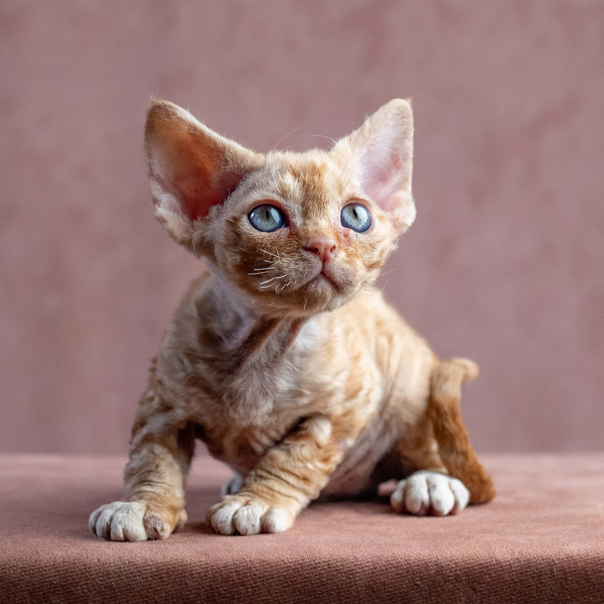 Xenia, girl, born on 08.28.2026. Devon Rex Pixie Cattery