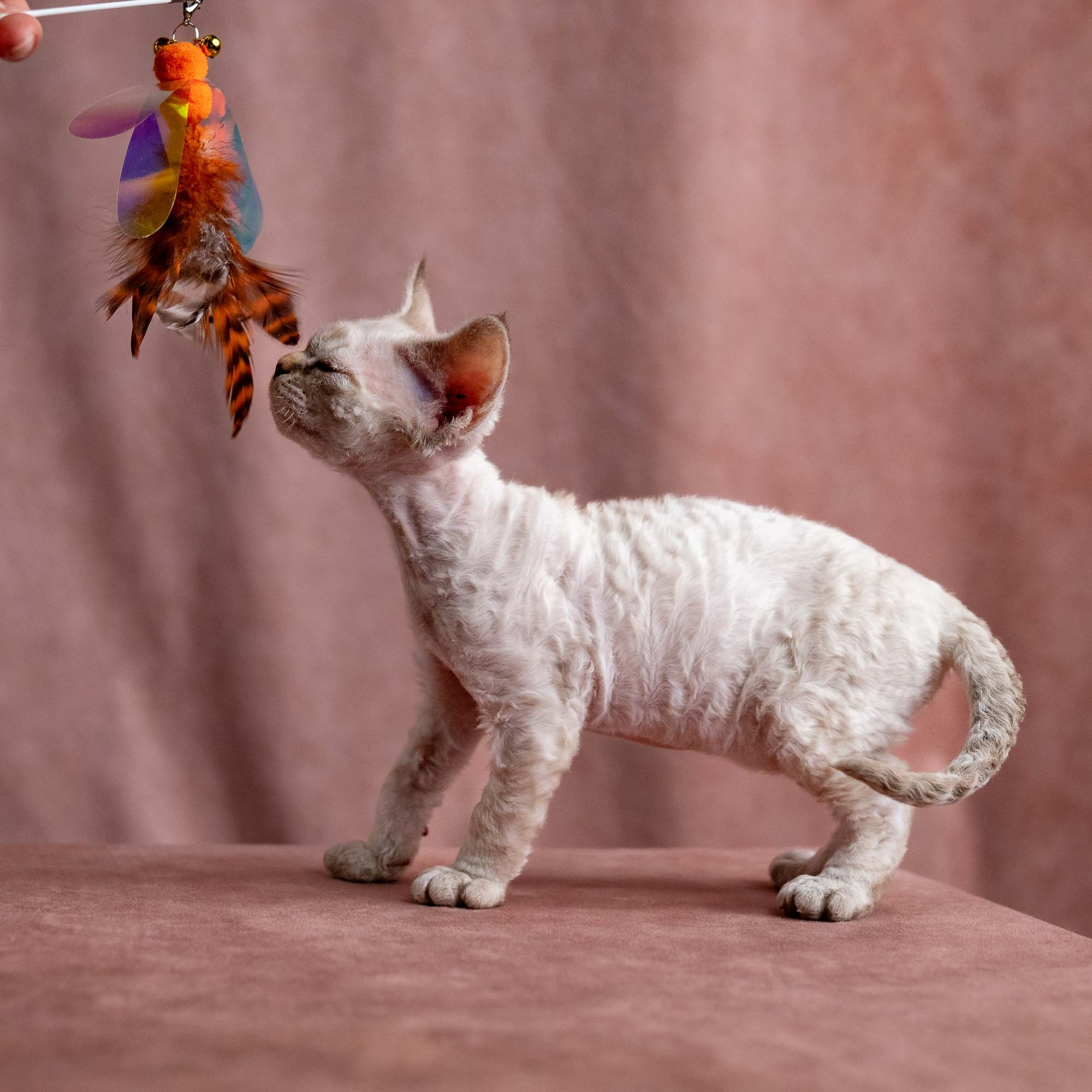 Viggo, boy, born on 08.27.2026. Devon Rex Pixie Cattery