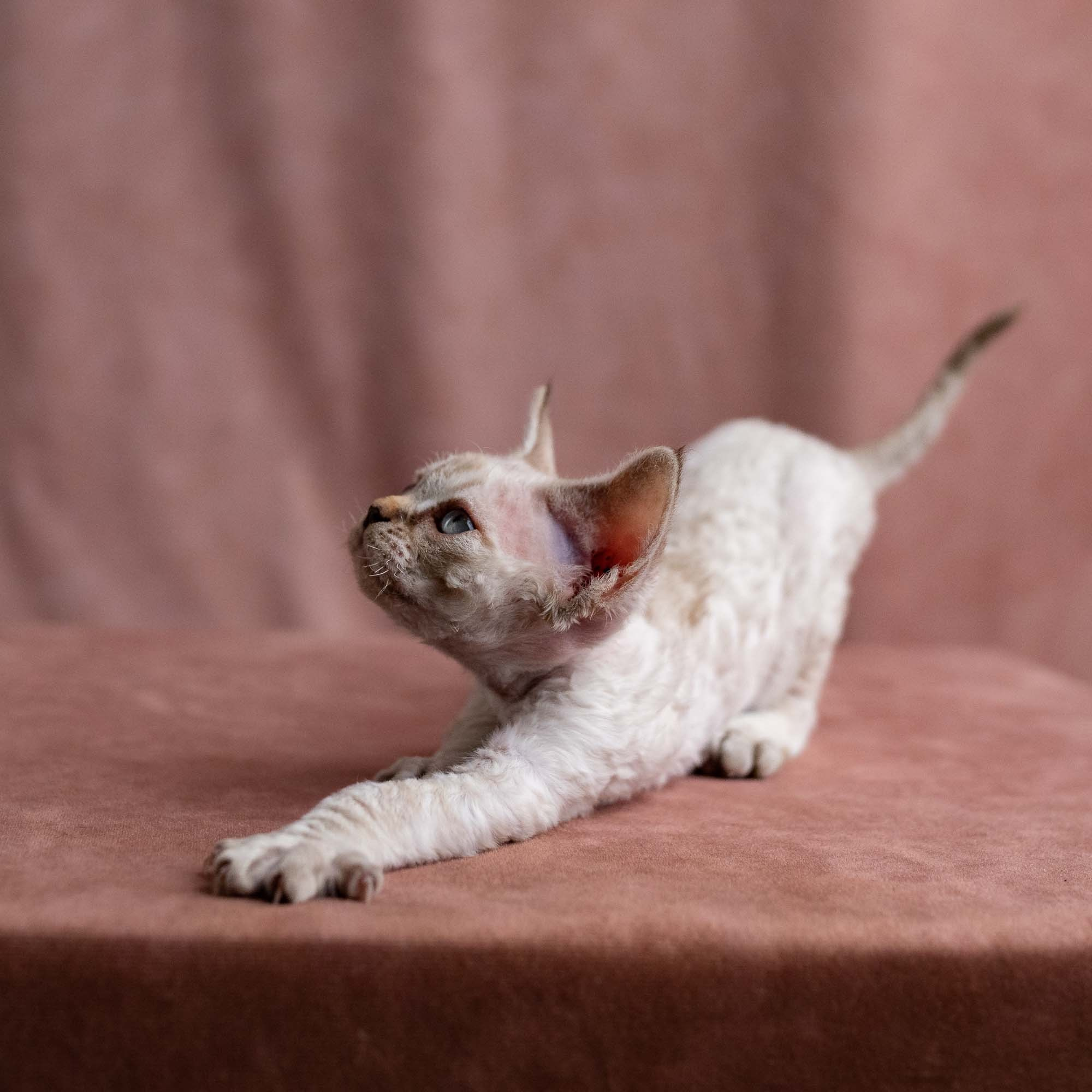 Viggo, boy, born on 08.27.2026. Devon Rex Pixie Cattery