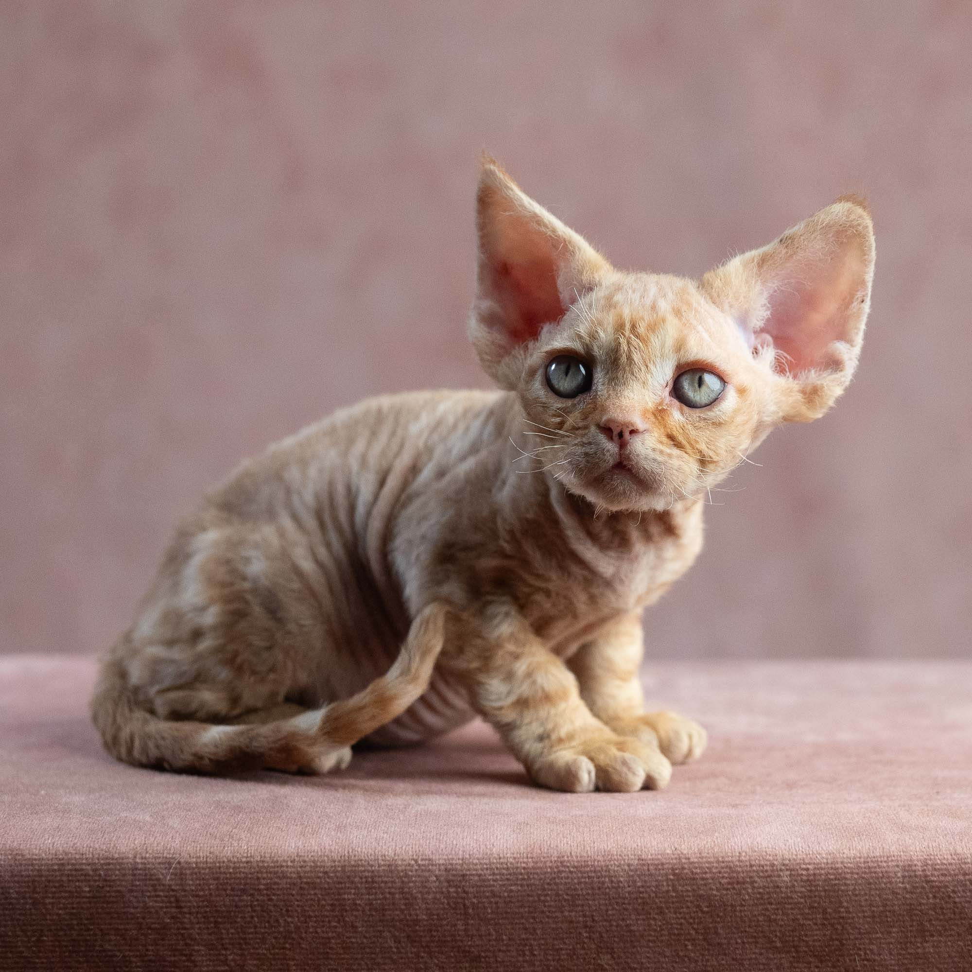Xander, boy, born on 08.28.2026. Devon Rex Pixie Cattery