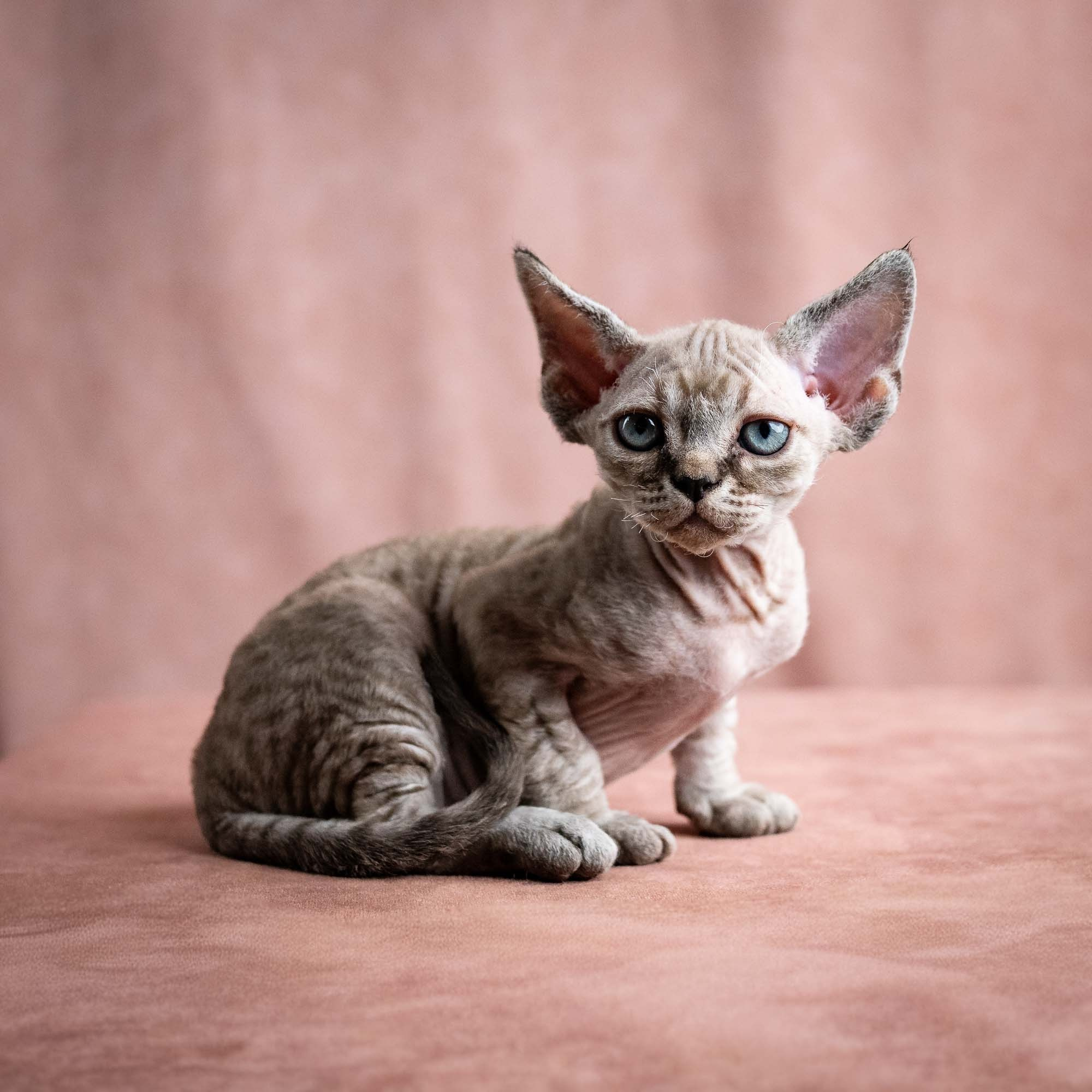 Viking, boy, born on 08.27.2026. Devon Rex Pixie Cattery