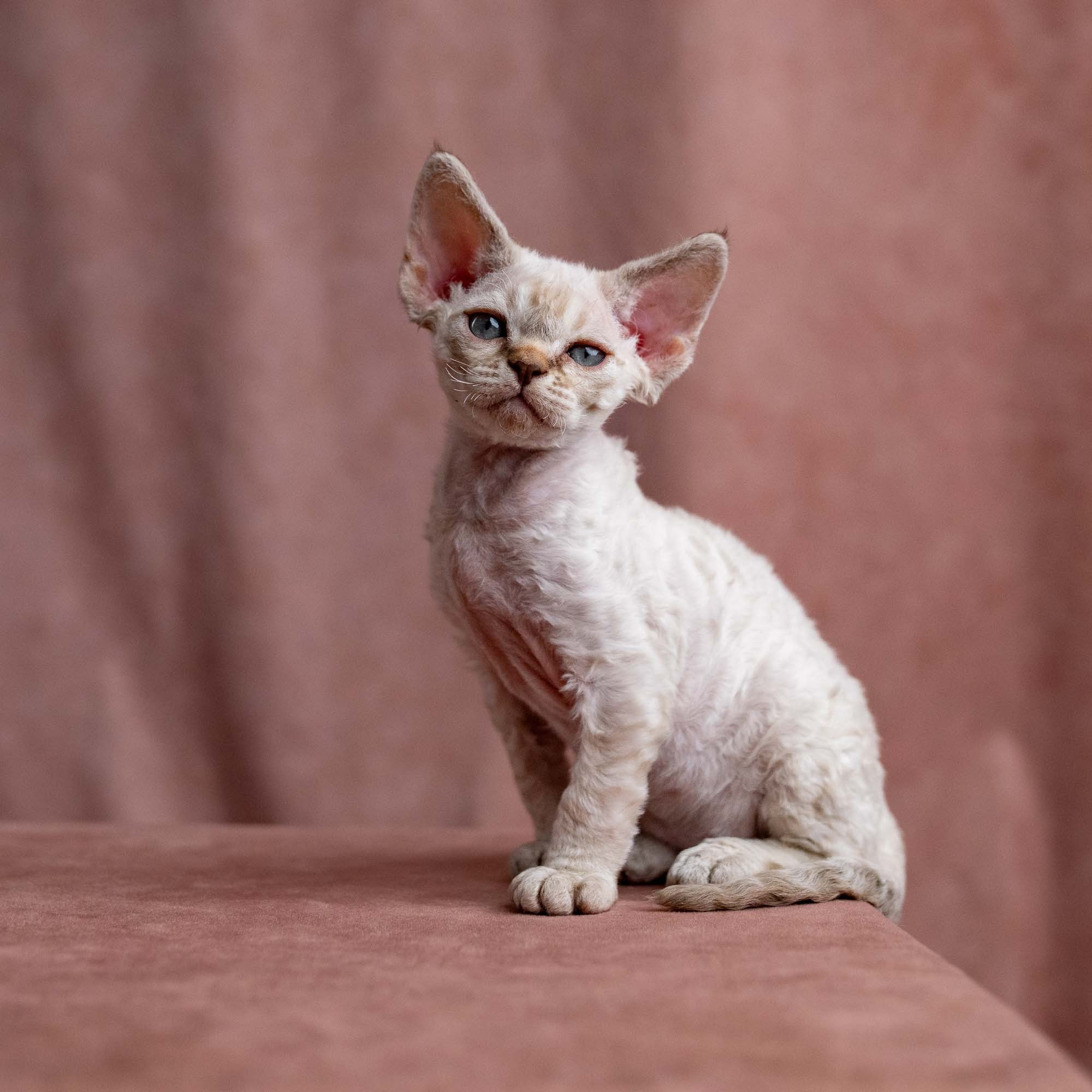 Viggo, boy, born on 08.27.2026. Devon Rex Pixie Cattery