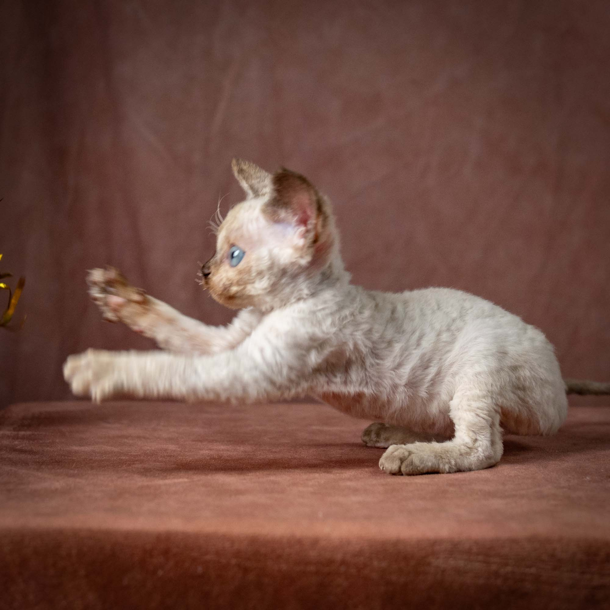 Tessa, girl, born 07.15.2026. Devon Rex Pixie Cattery