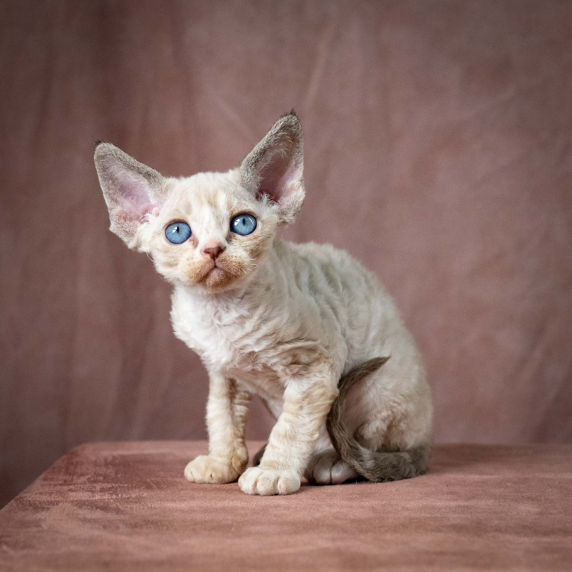 Toby, boy, born 07.15.2026. Devon Rex Pixie Cattery