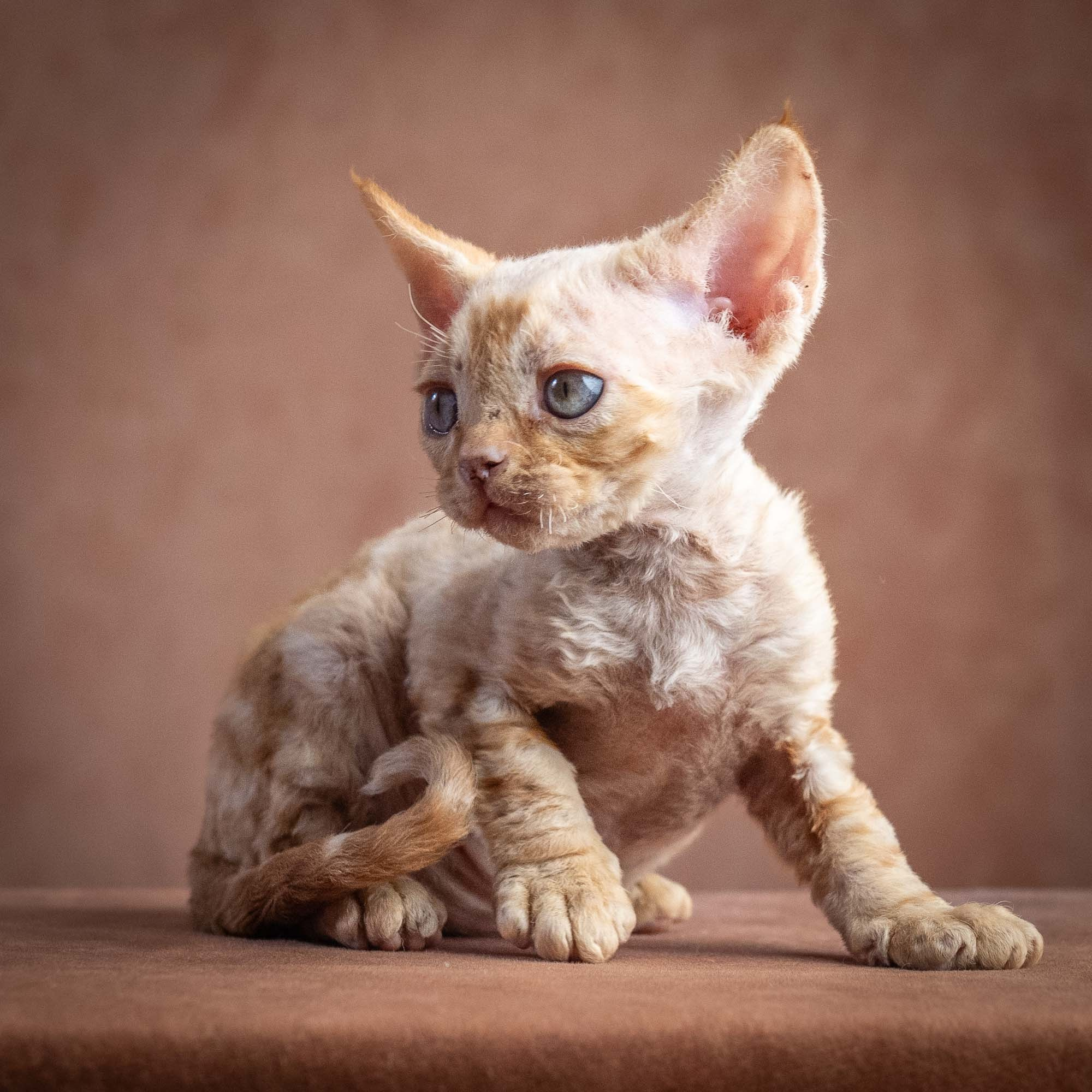 Xan, boy, born on 08.28.2026. Devon Rex Pixie Cattery