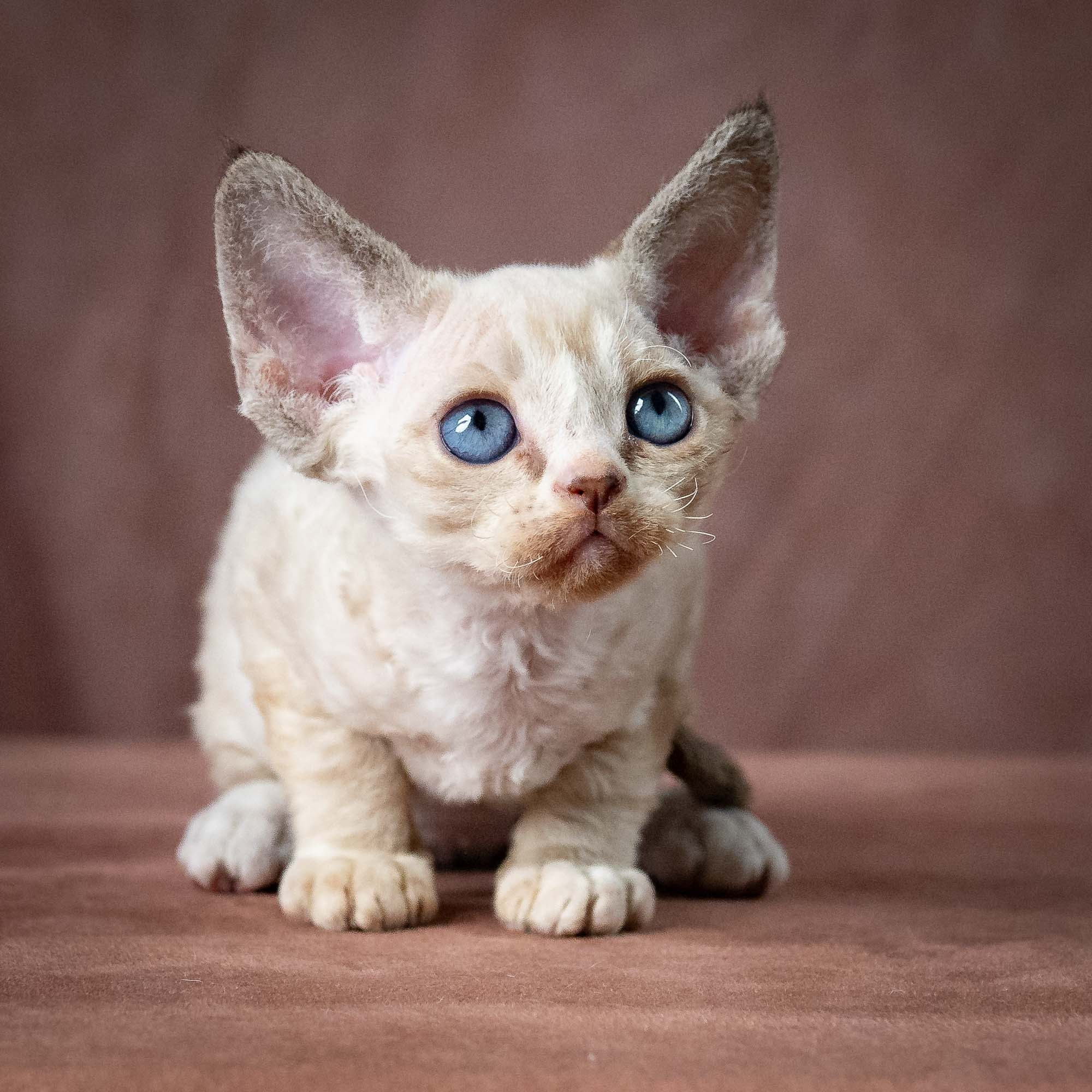 Toby, boy, born 07.15.2026. Devon Rex Pixie Cattery