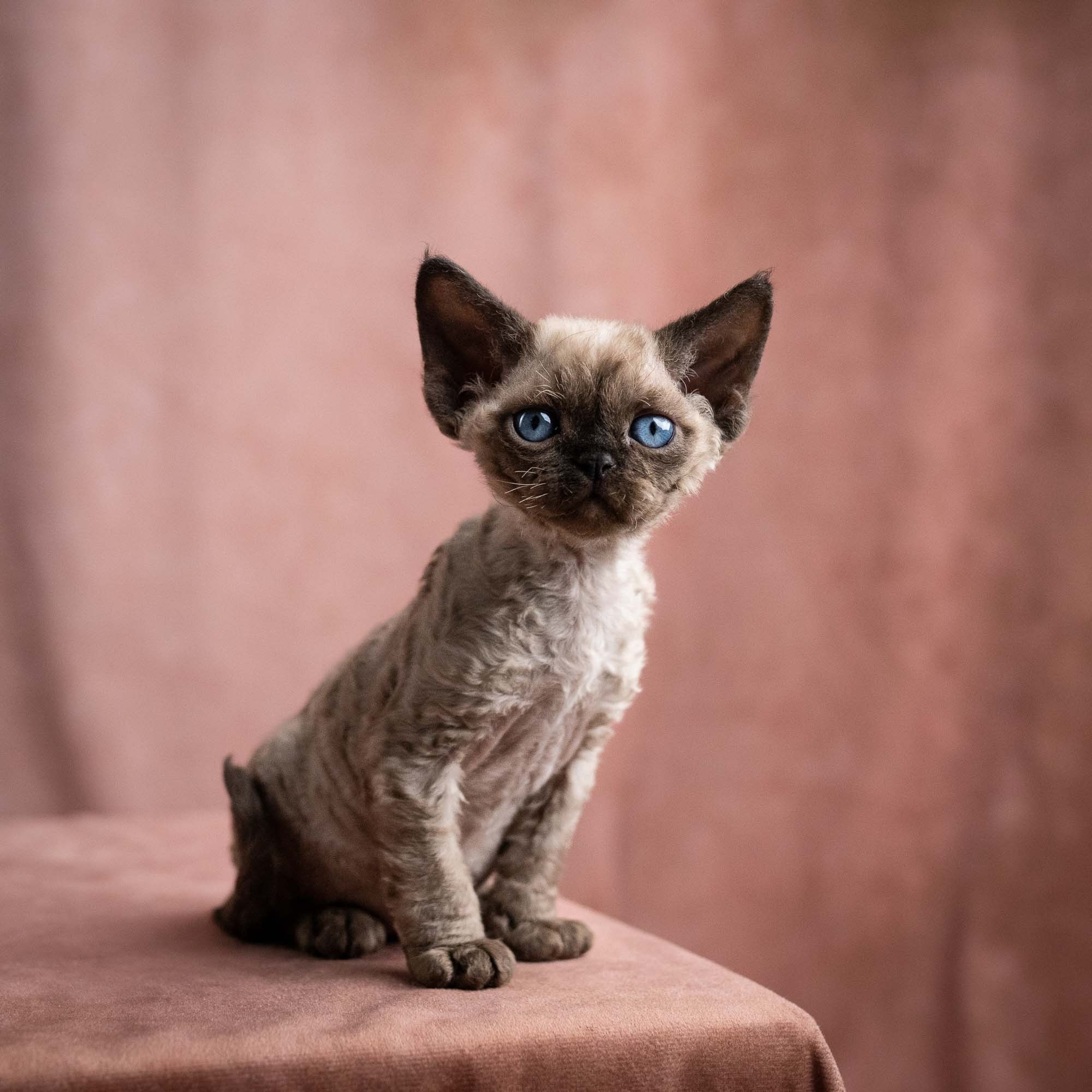 Vinci, boy, born on 08.27.2026. Devon Rex Pixie Cattery