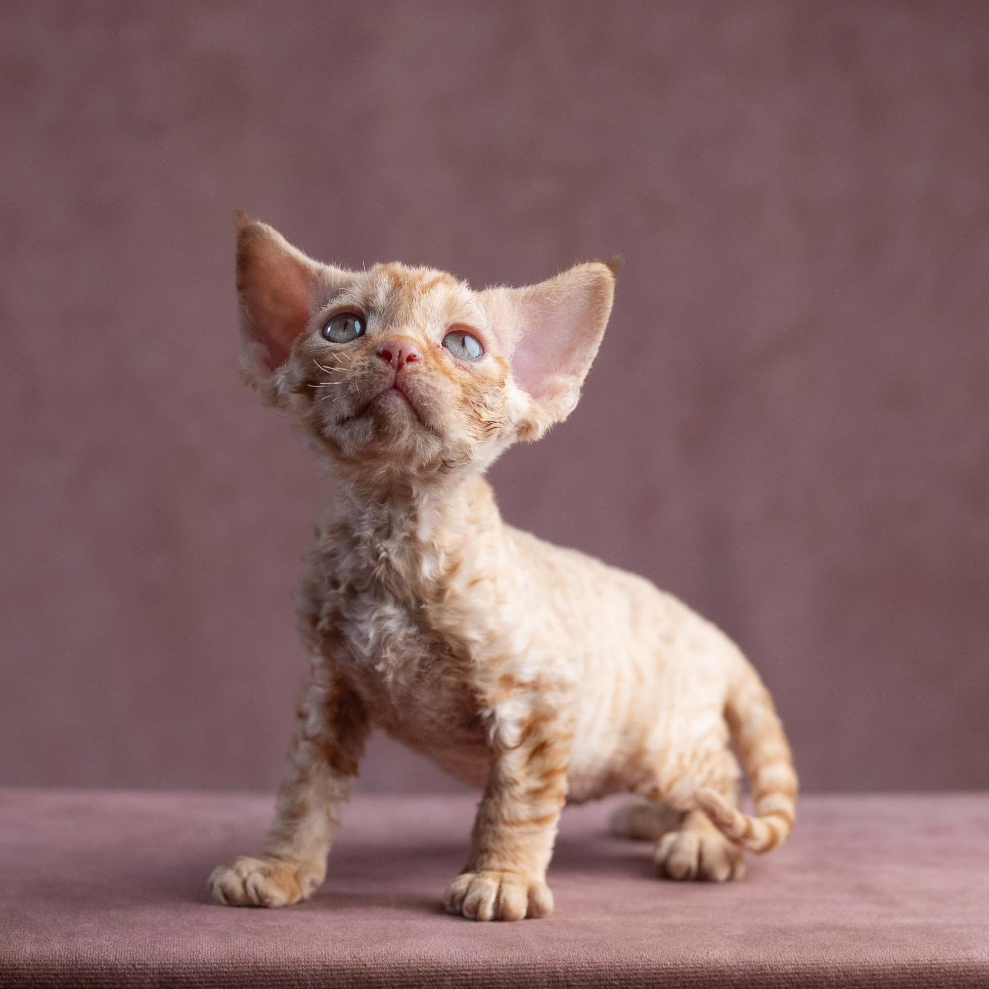 Xavier, boy, born on 08.28.2026. Devon Rex Pixie Cattery