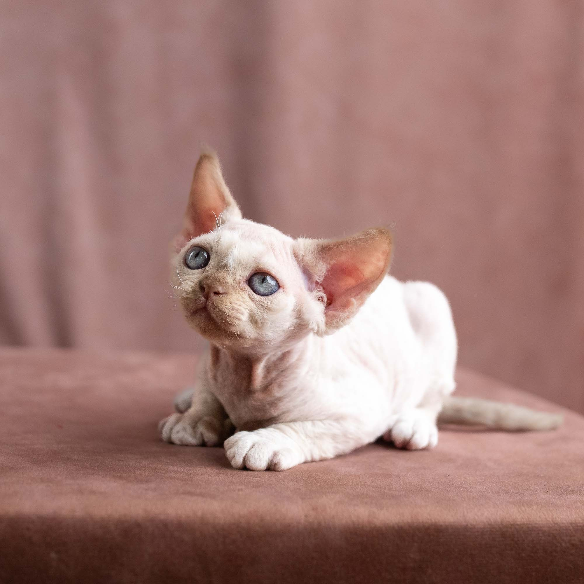 Vince, boy, born on 08.27.2026. Devon Rex Pixie Cattery