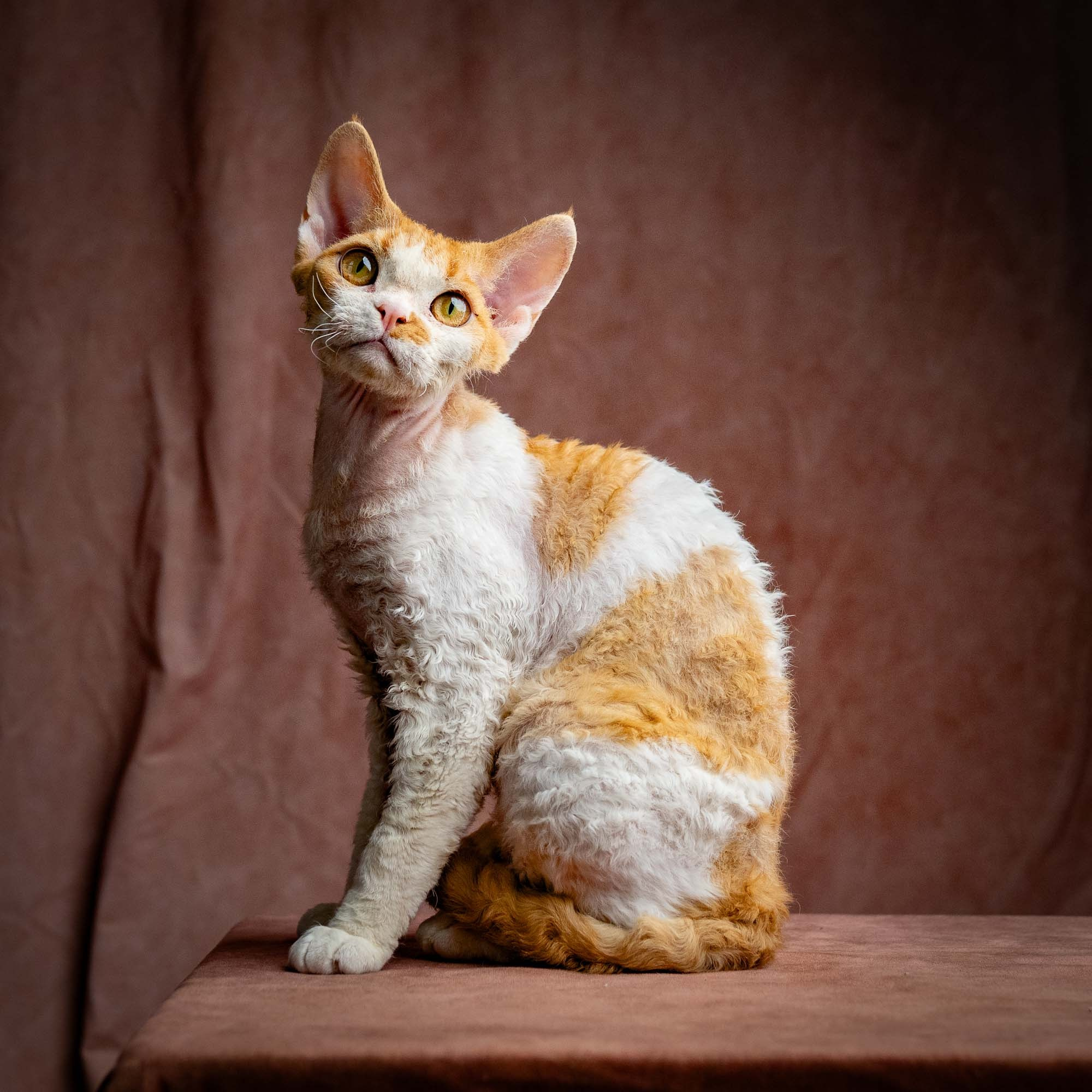 Nika. Devon Rex Pixie Cattery