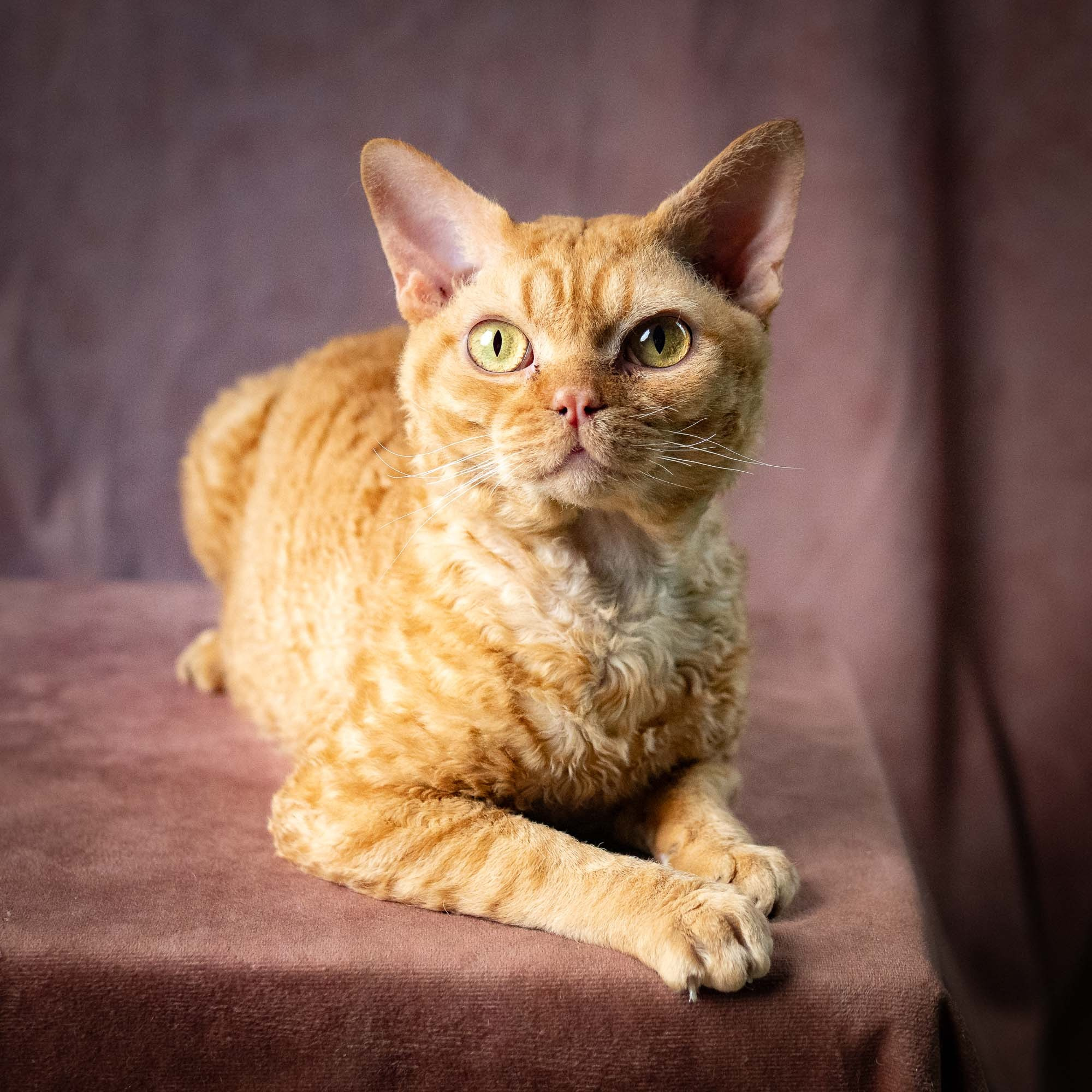 CH DreamCatcher Gregory. Devon Rex Pixie Cattery