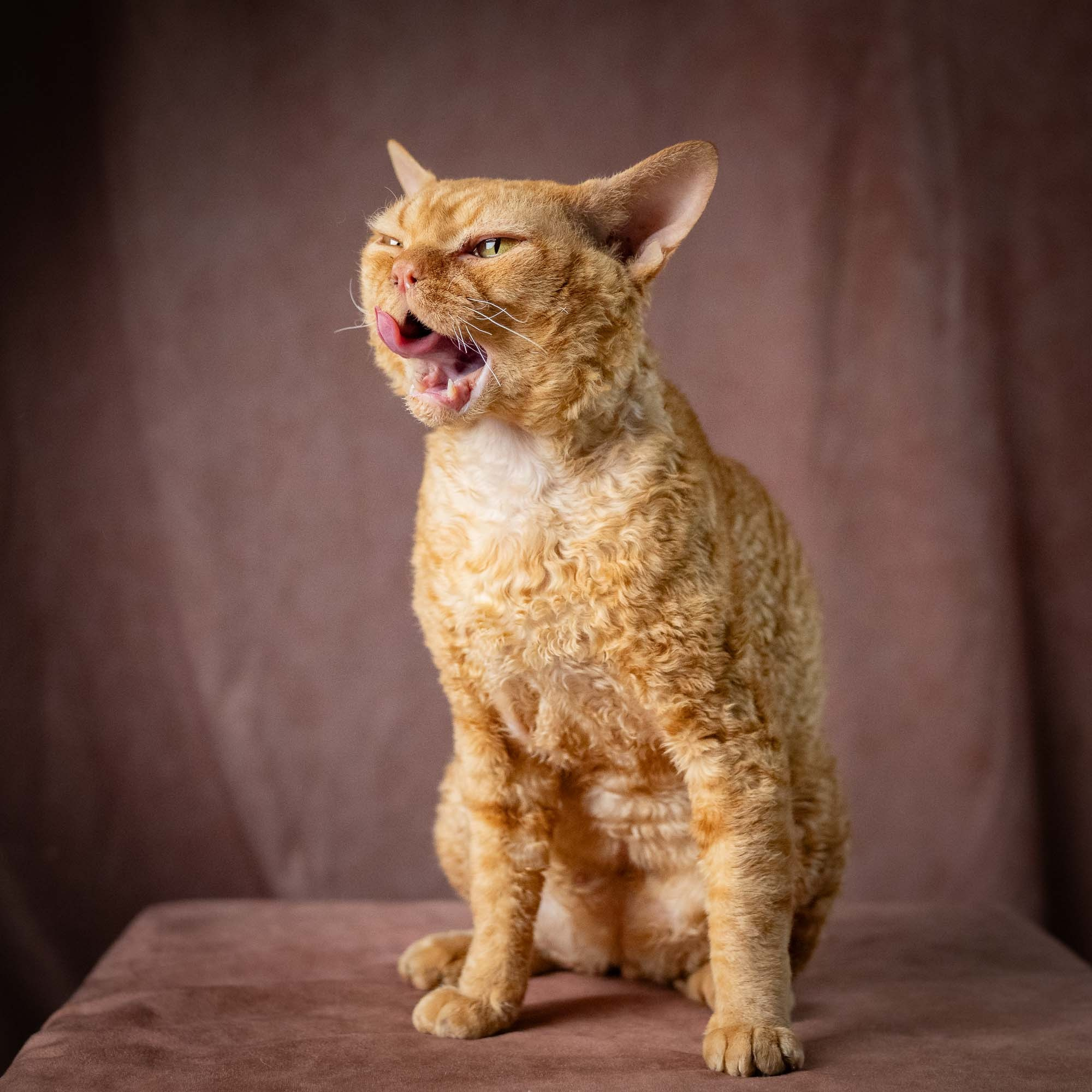 CH DreamCatcher Gregory. Devon Rex Pixie Cattery