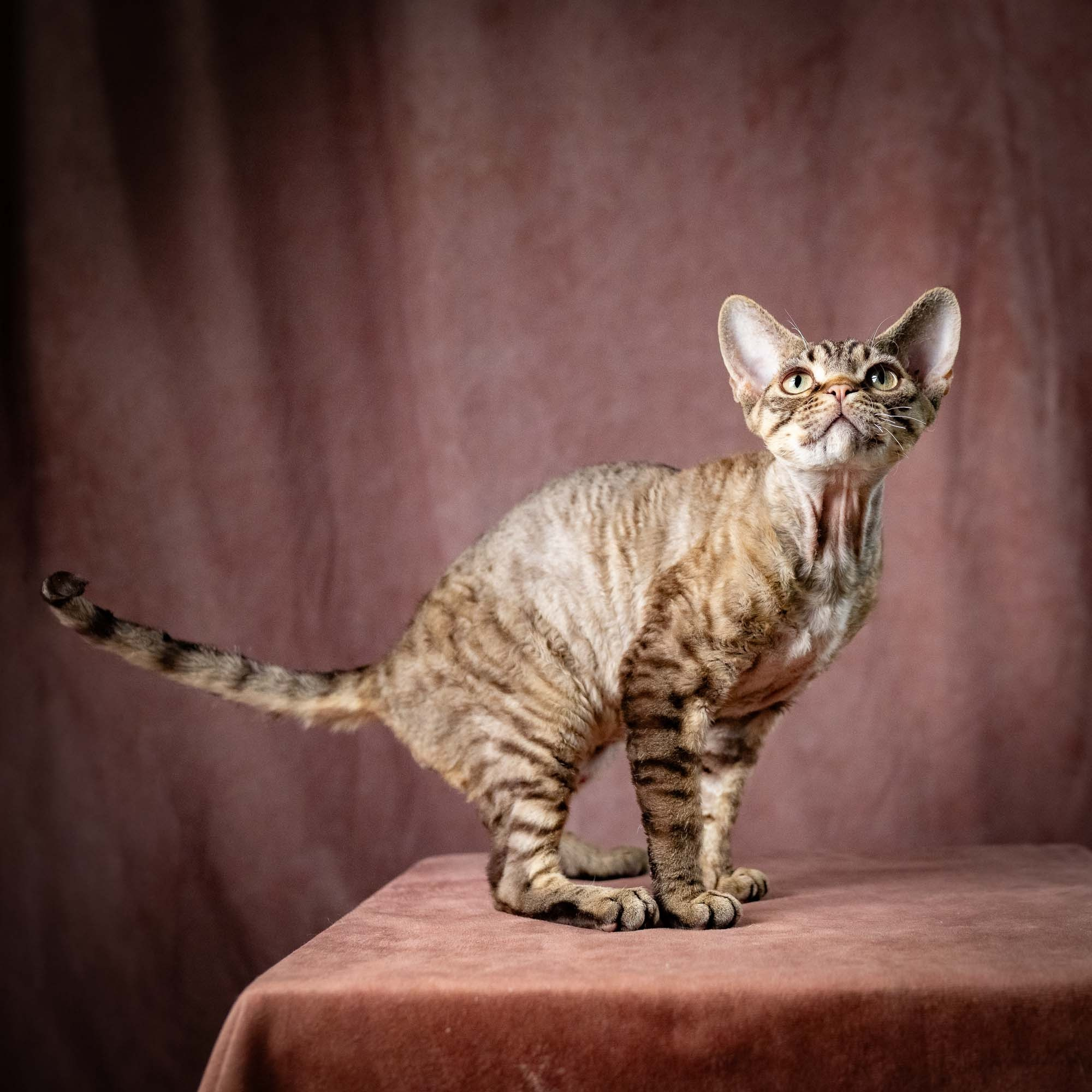 Pixie Ostap. Devon Rex Pixie Cattery