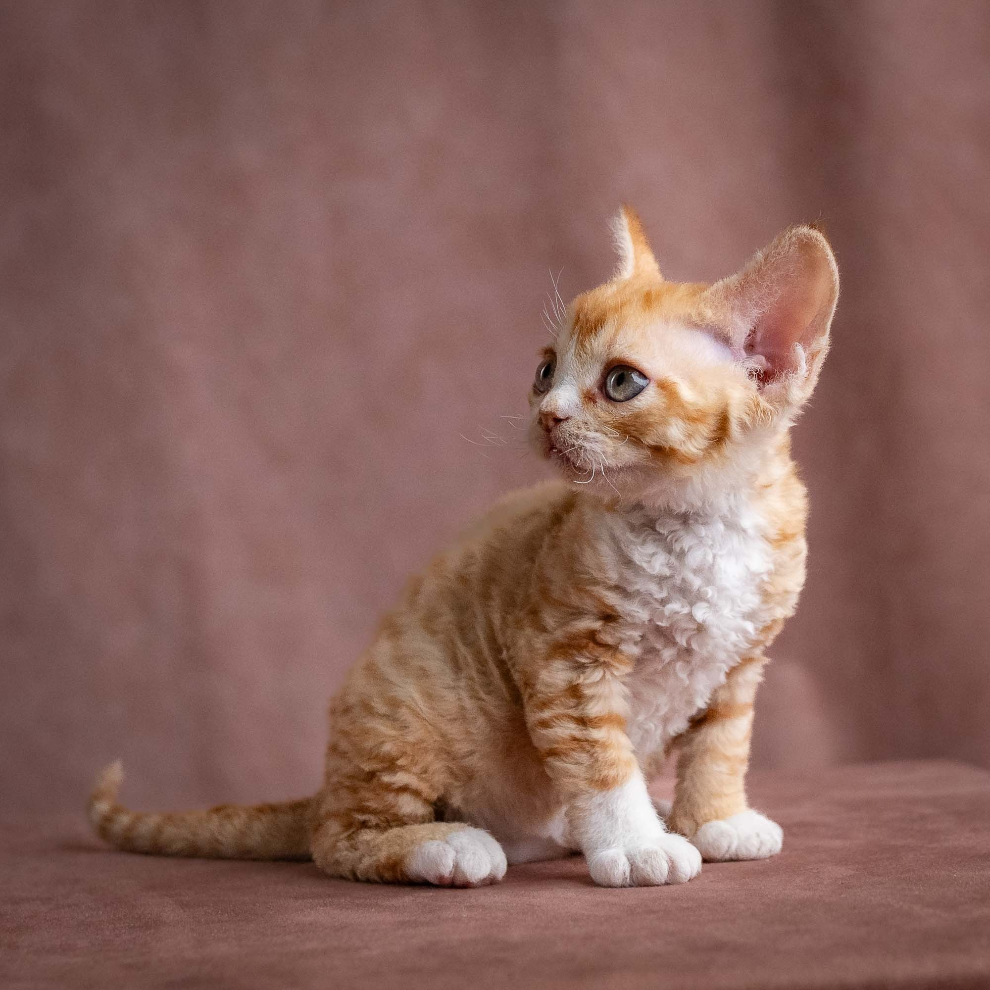 Winnie, girl, born on 08.28.2026. Devon Rex Pixie Cattery