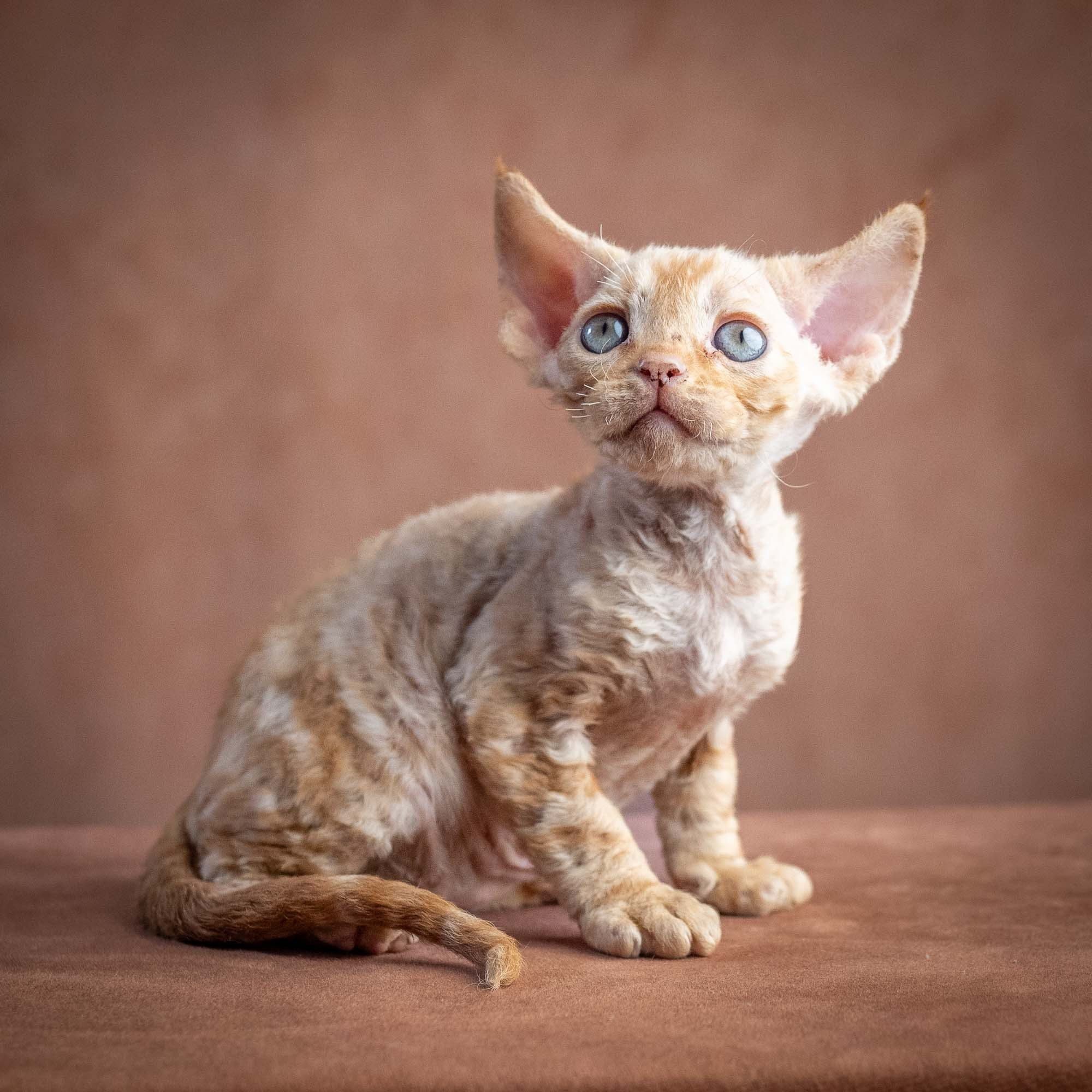 Xan, boy, born on 08.28.2026. Devon Rex Pixie Cattery