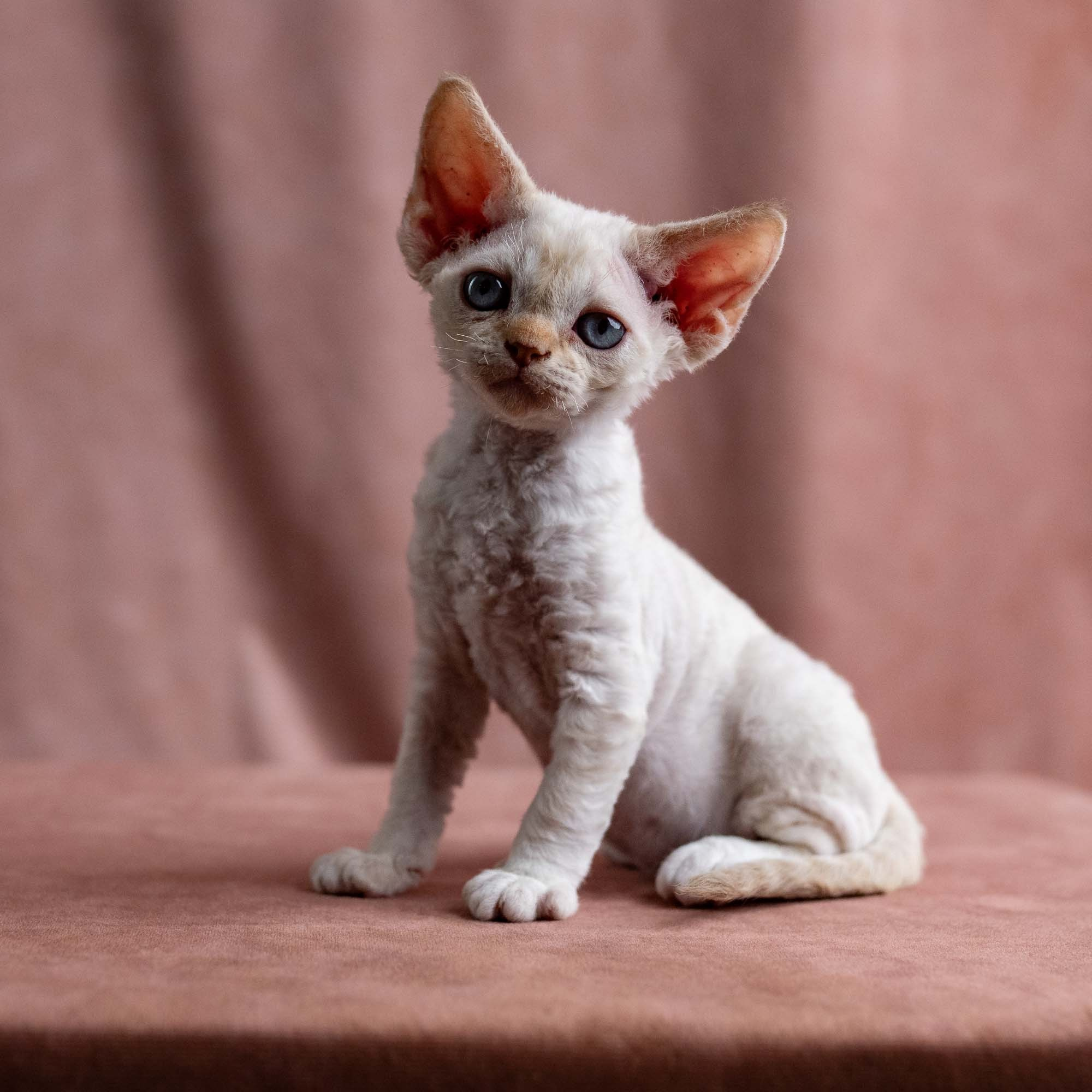 Vivi, girl, born on 08.27.2026. Devon Rex Pixie Cattery