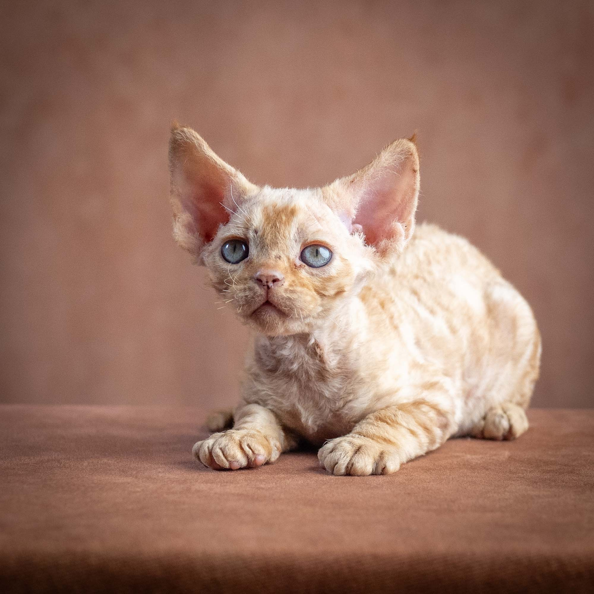 Xan, boy, born on 08.28.2026. Devon Rex Pixie Cattery