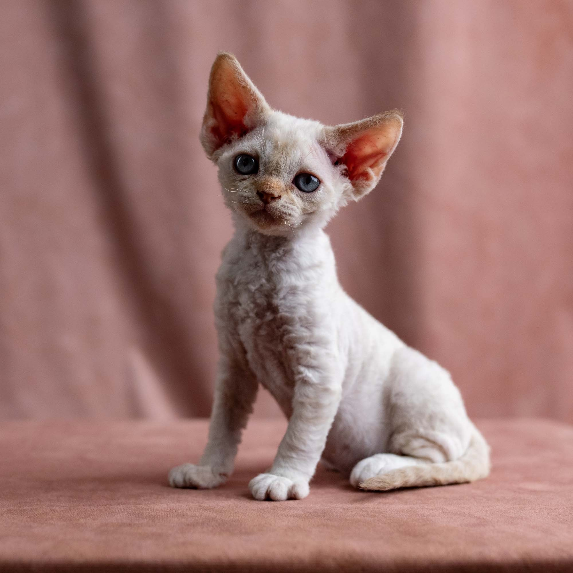 Vivi, girl, born on 08.27.2026. Devon Rex Pixie Cattery