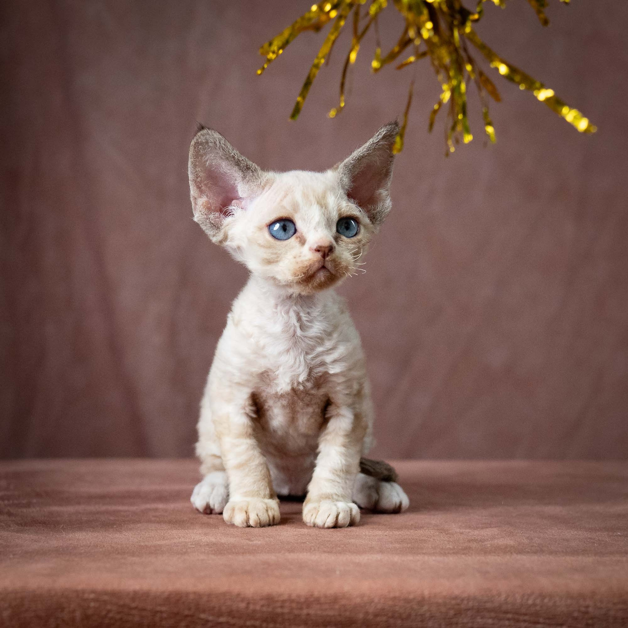 Toby, boy, born 07.15.2026. Devon Rex Pixie Cattery