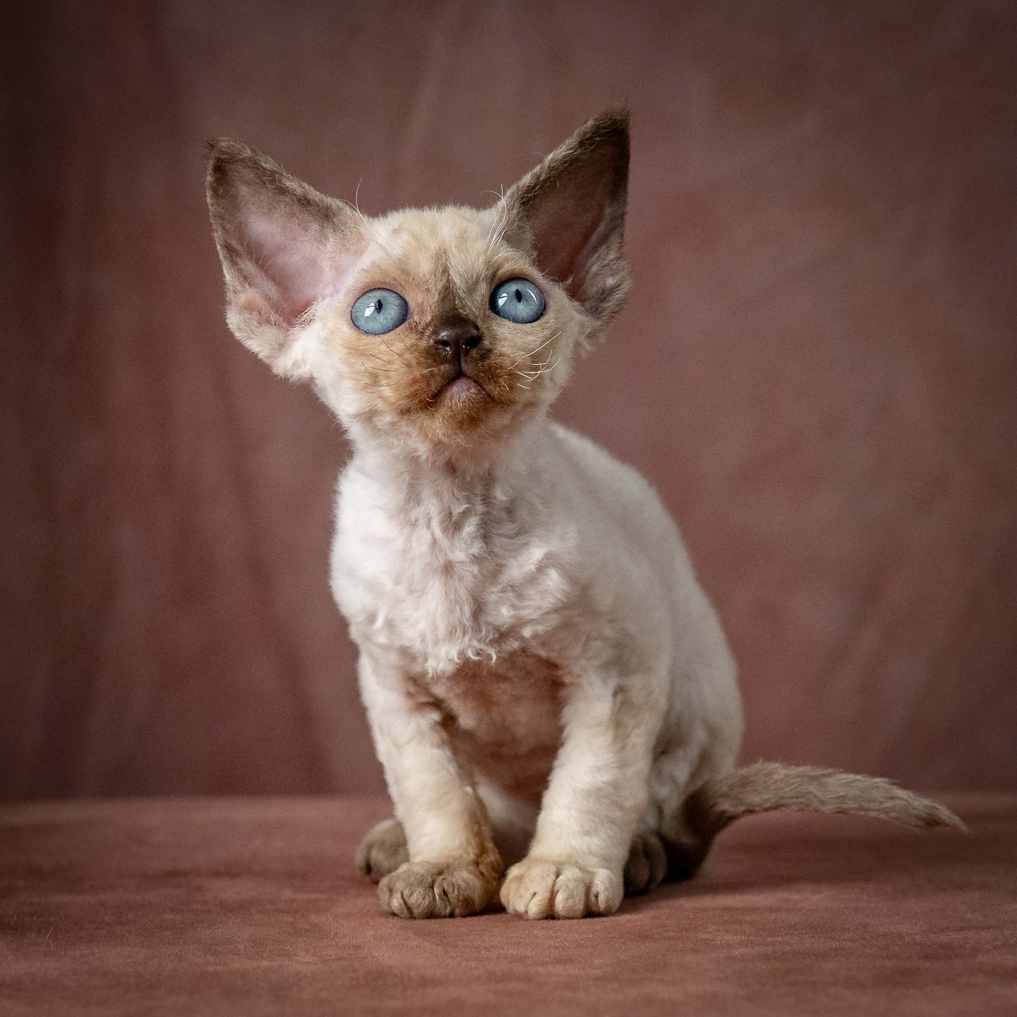 Tessa, girl, born 07.15.2026. Devon Rex Pixie Cattery