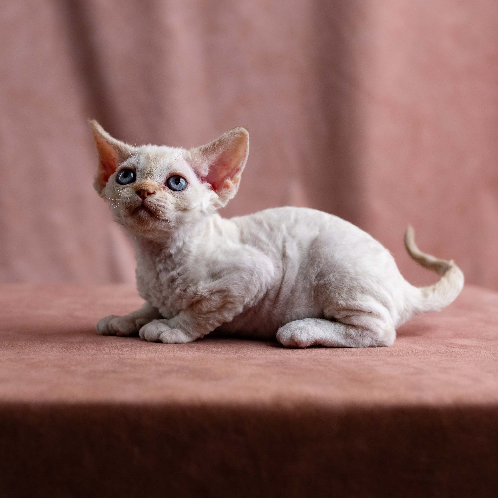 Vivi, girl, born on 08.27.2026. Devon Rex Pixie Cattery