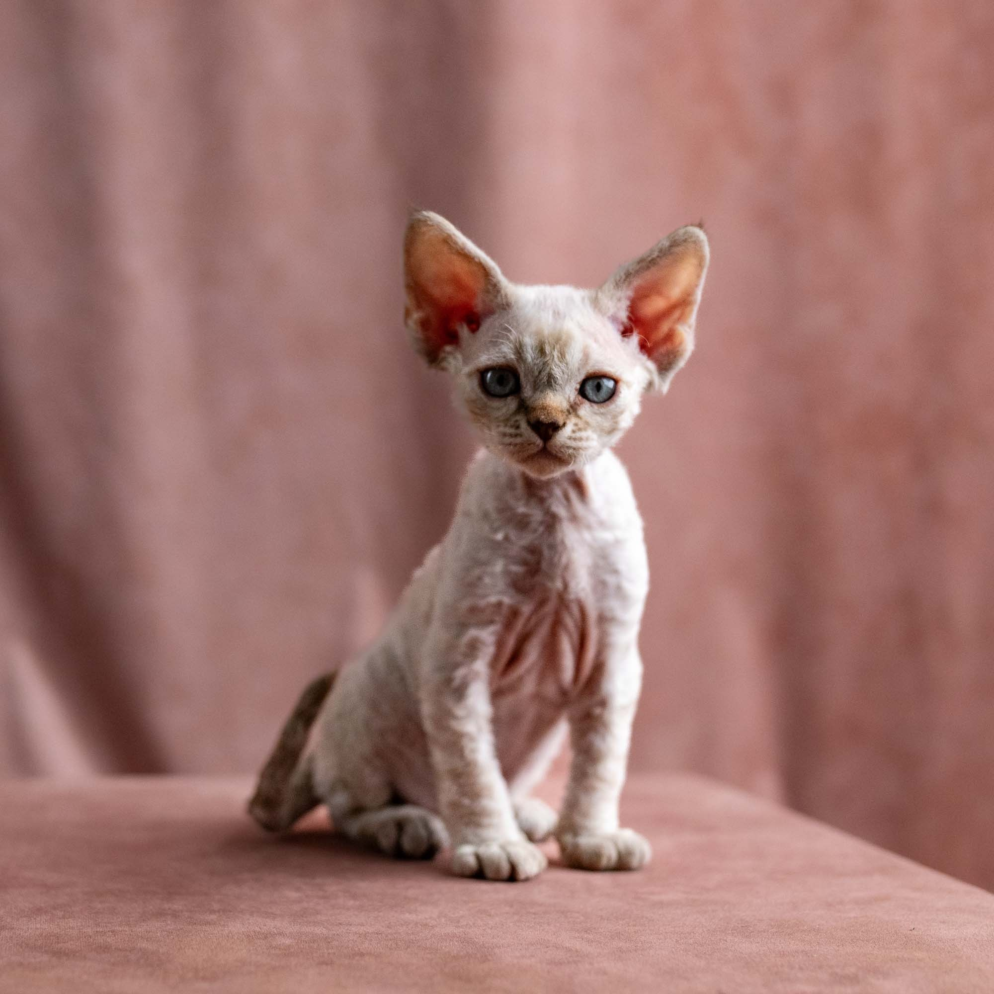 Viggo, boy, born on 08.27.2026. Devon Rex Pixie Cattery