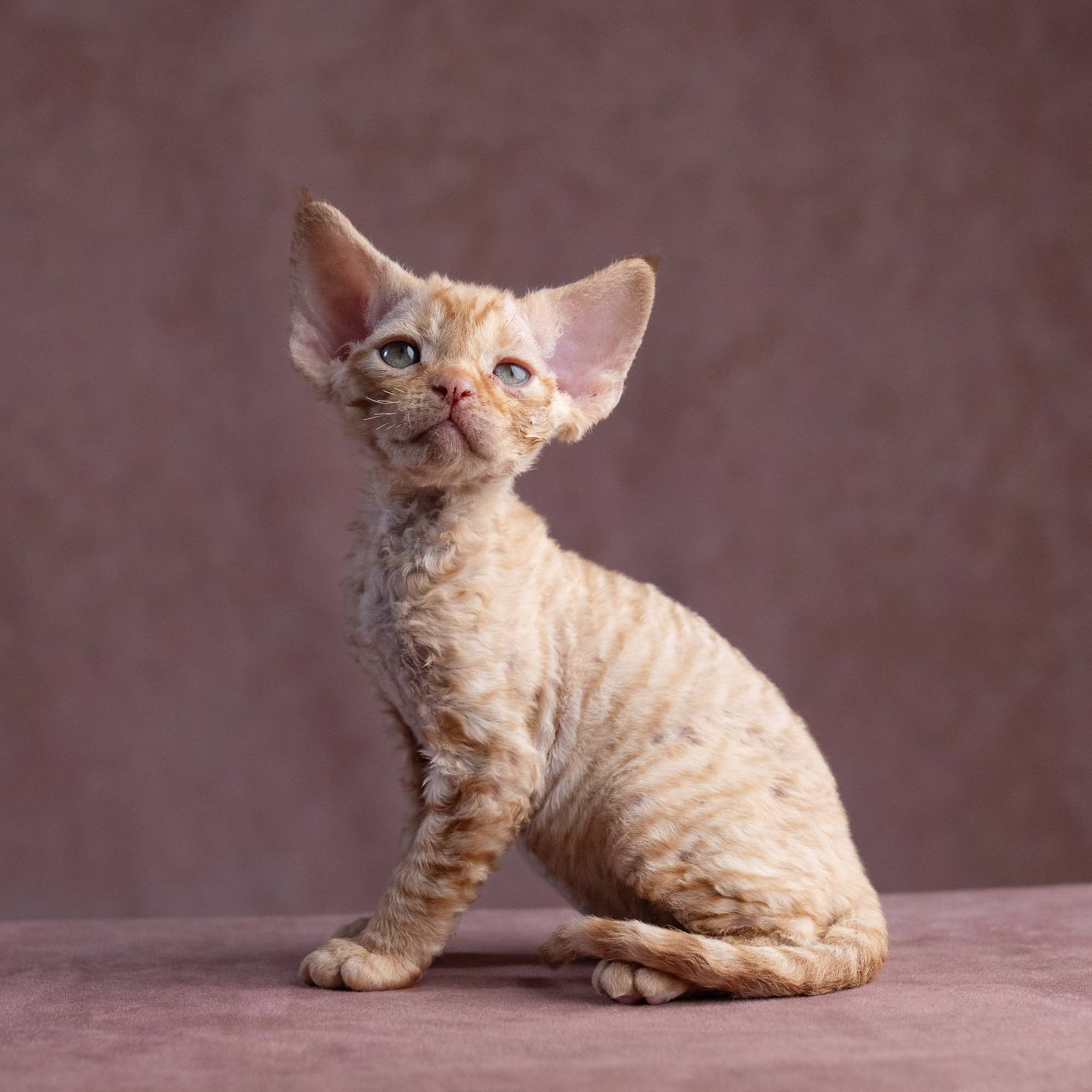 Xavier, boy, born on 08.28.2026. Devon Rex Pixie Cattery