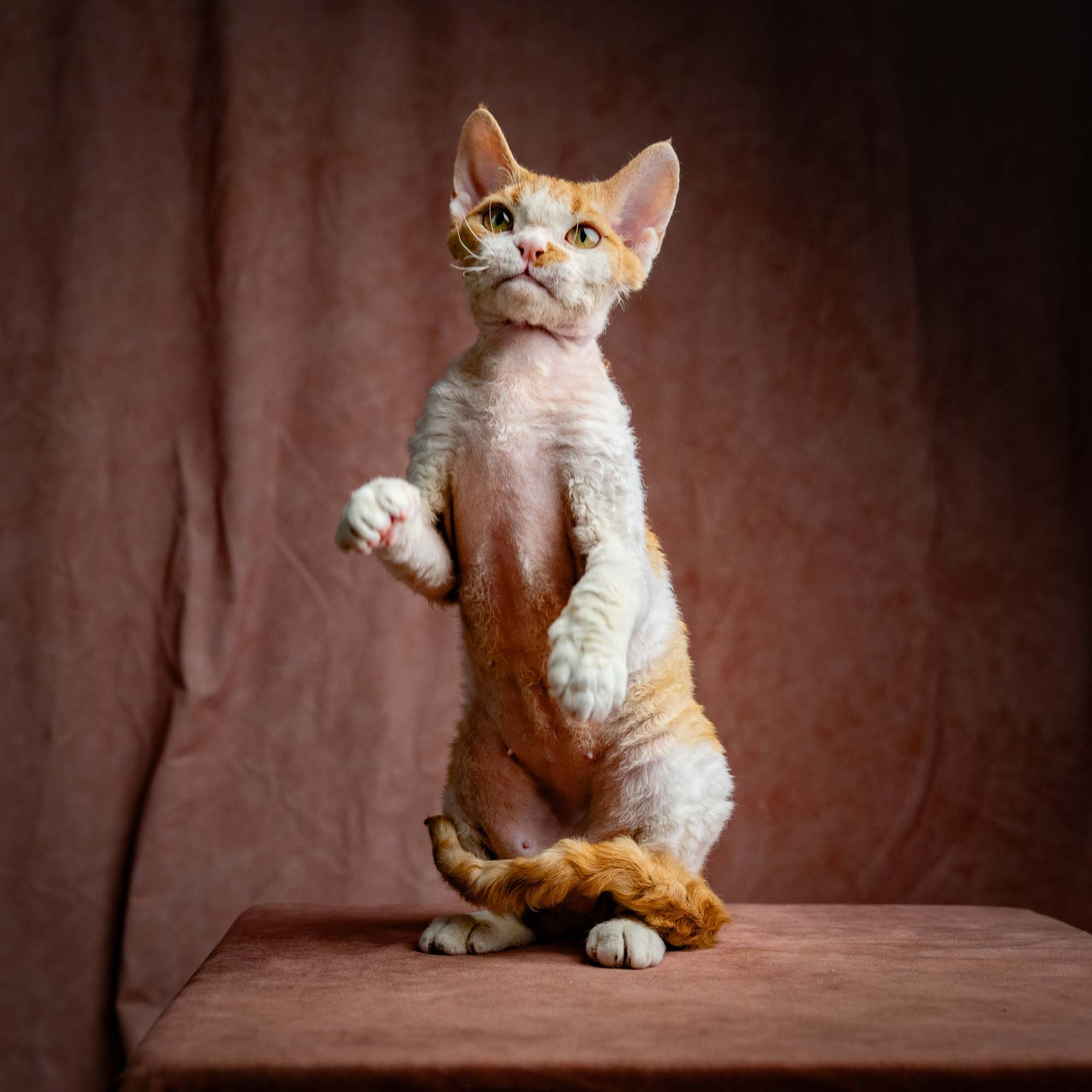 Nika. Devon Rex Pixie Cattery
