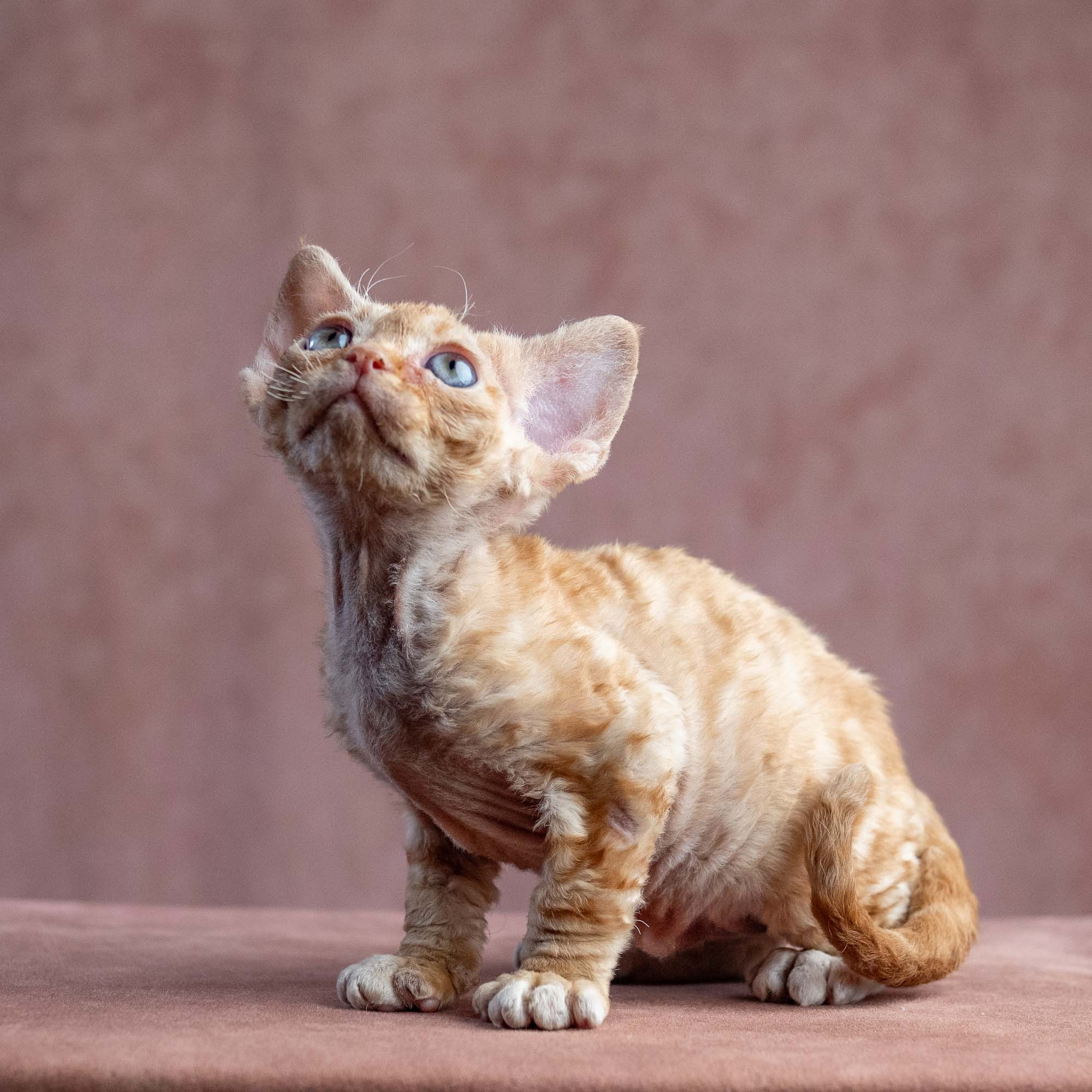 Xenia, girl, born on 08.28.2026. Devon Rex Pixie Cattery