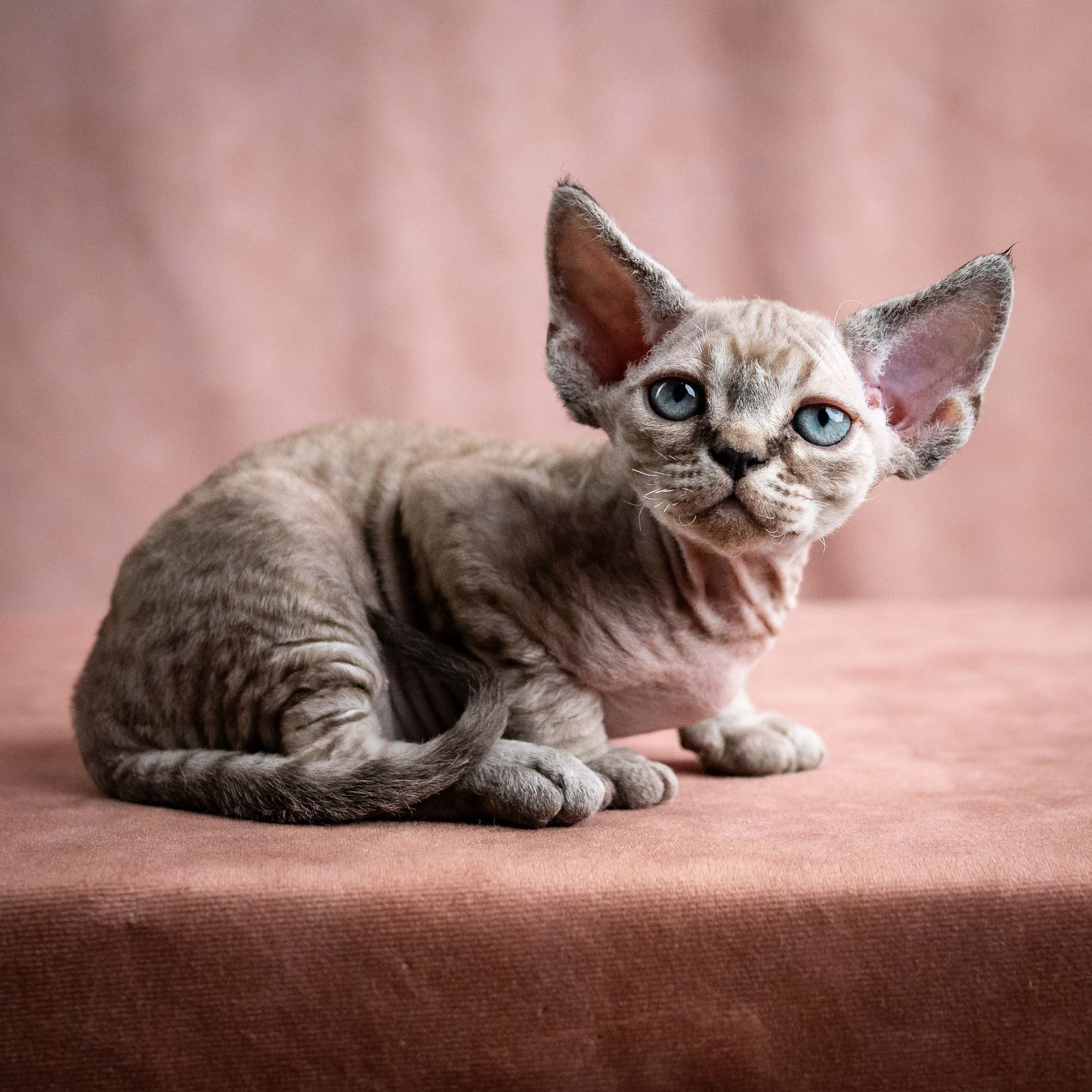 Viking, boy, born on 08.27.2026. Devon Rex Pixie Cattery