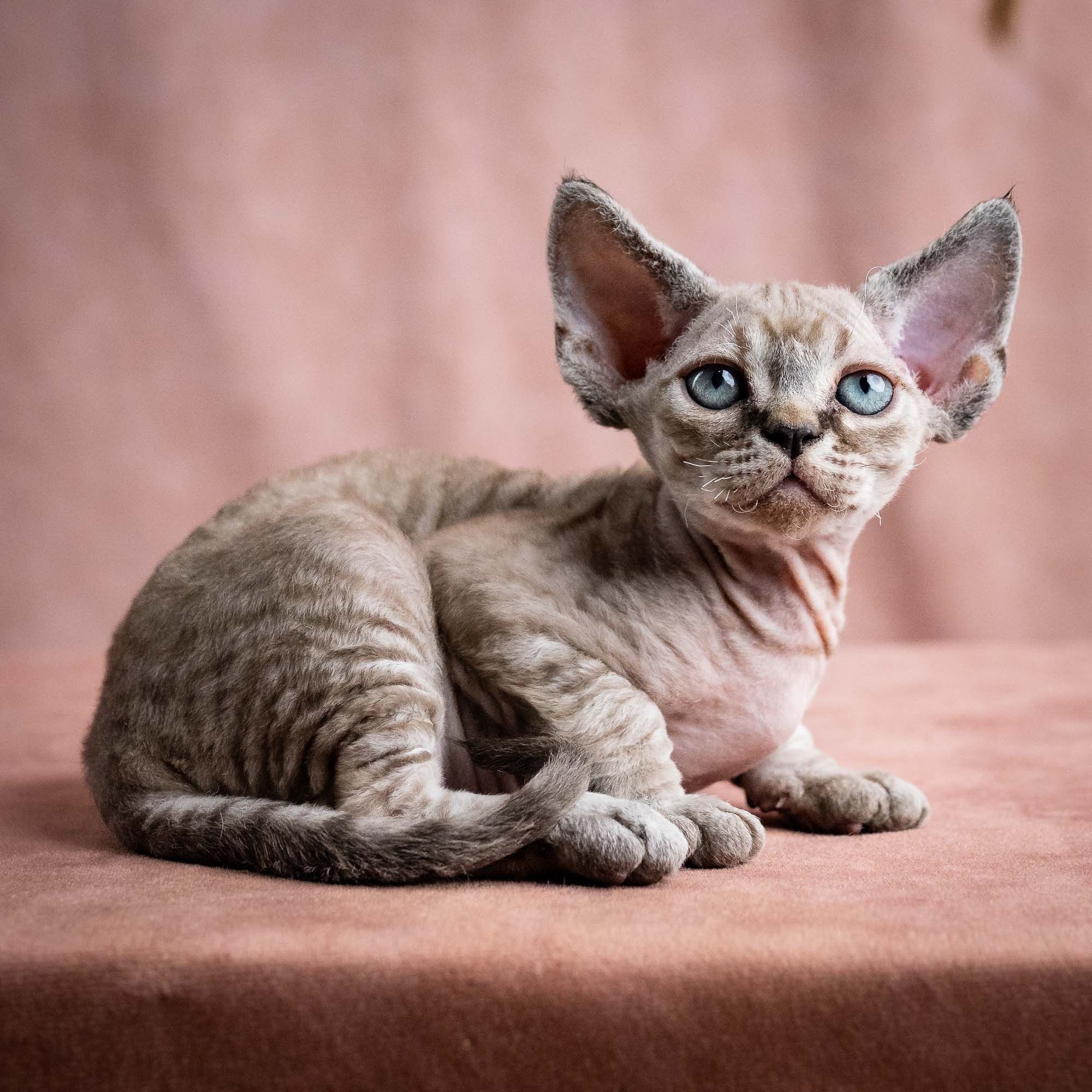 Viking, boy, born on 08.27.2026. Devon Rex Pixie Cattery