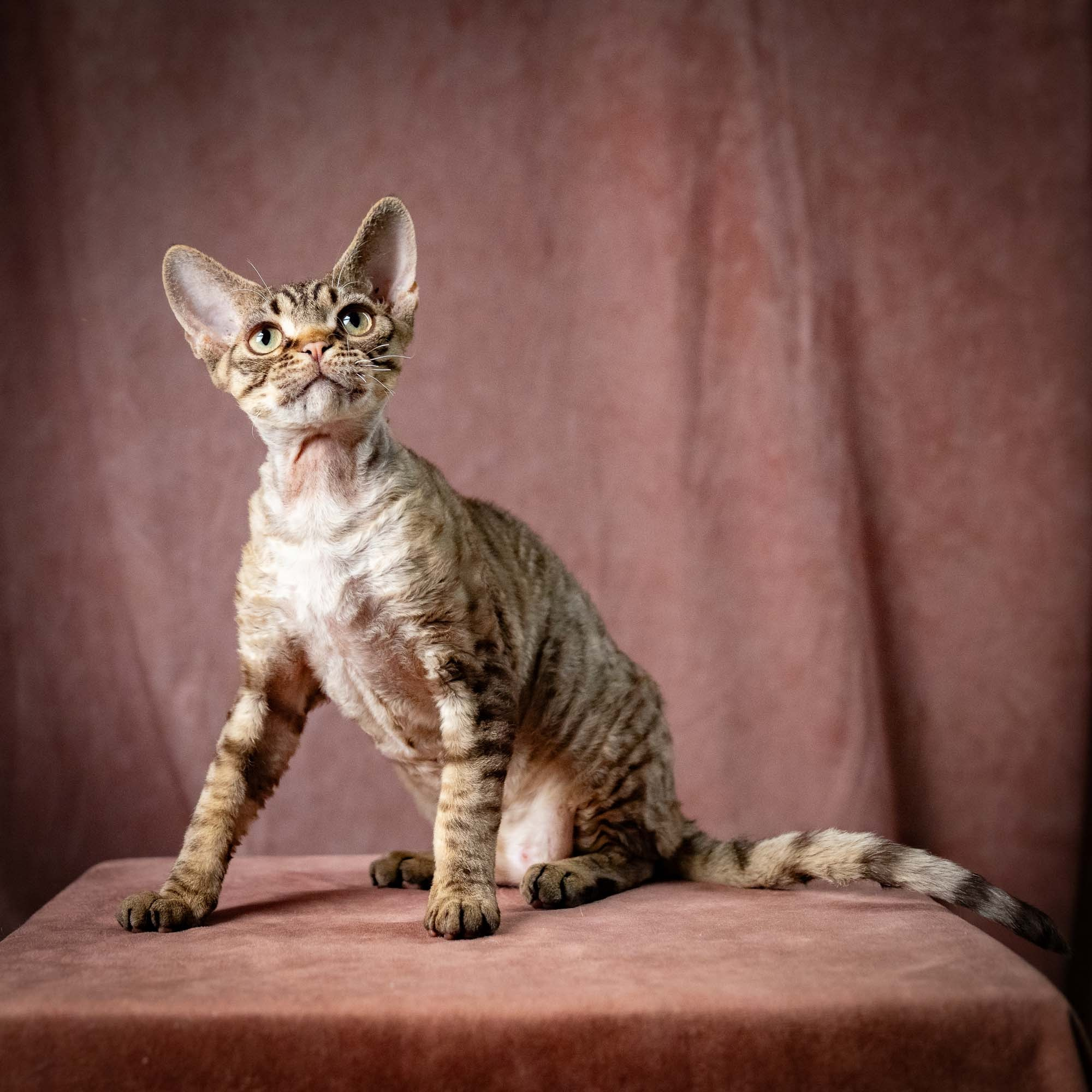 Pixie Ostap. Devon Rex Pixie Cattery