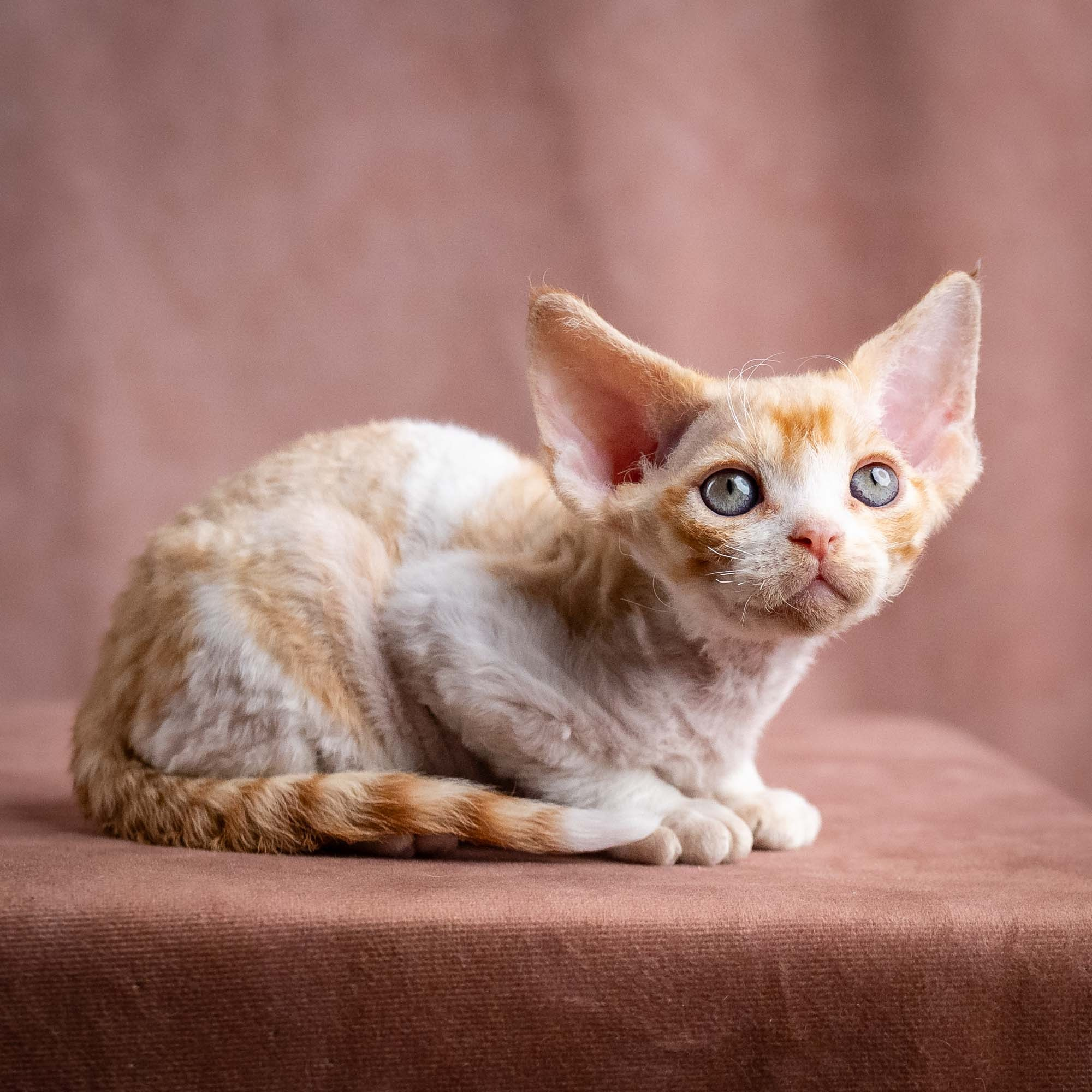 Wally, boy, born on 08.28.2026. Devon Rex Pixie Cattery