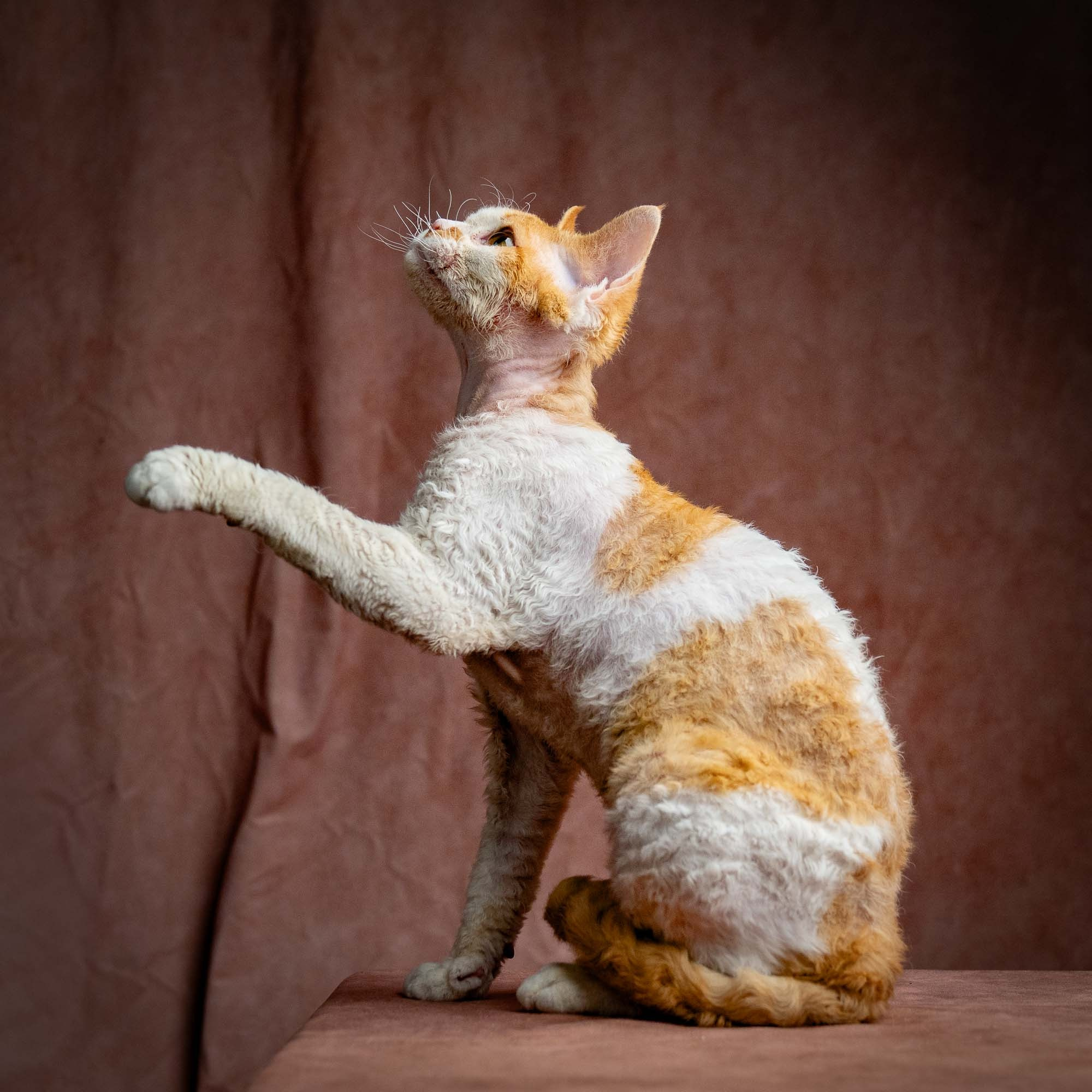 Nika. Devon Rex Pixie Cattery