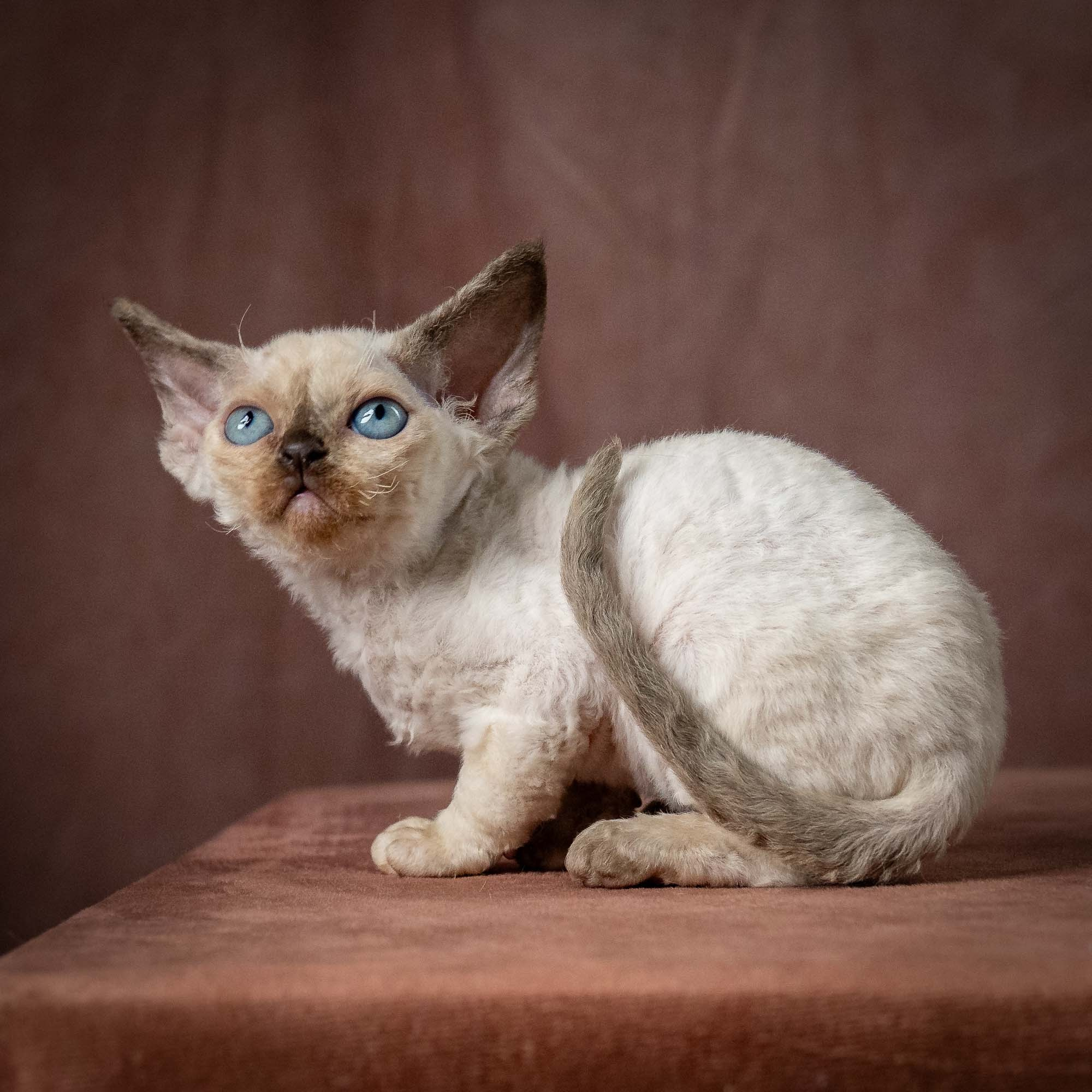 Tessa, girl, born 07.15.2026. Devon Rex Pixie Cattery