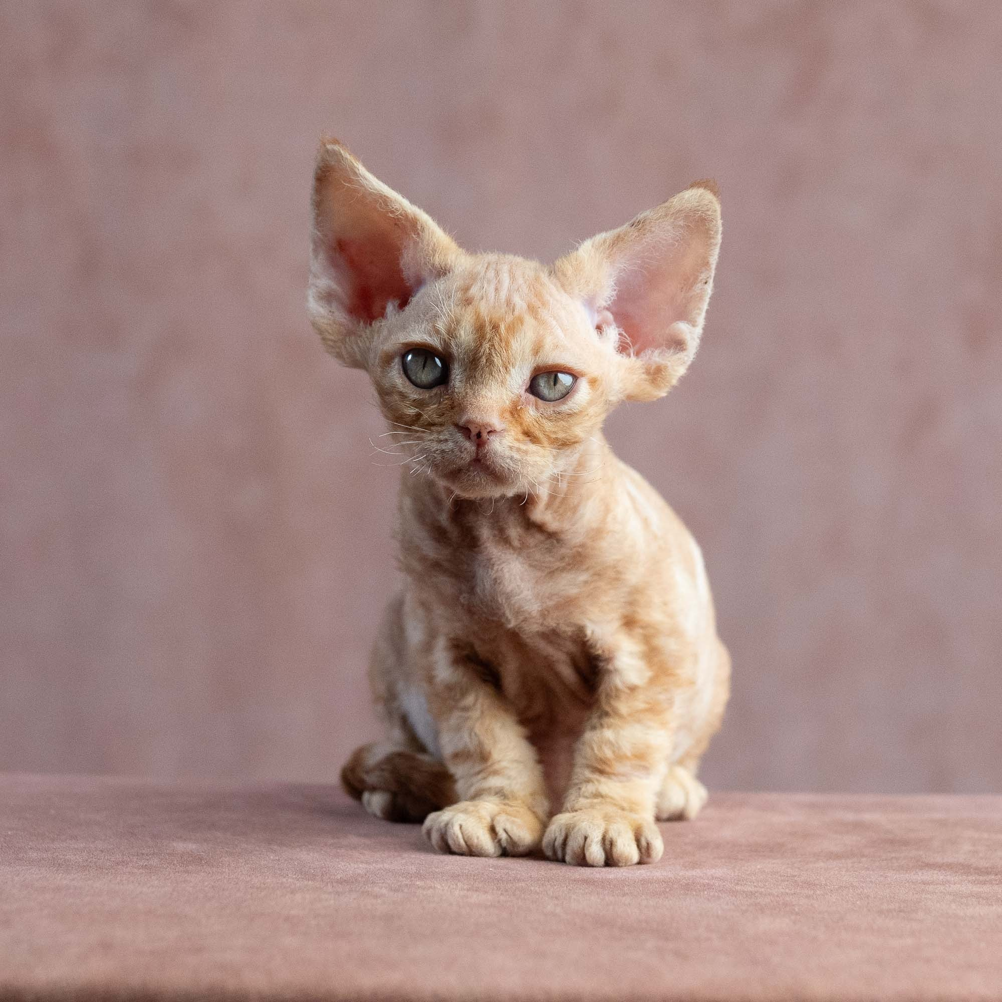 Xander, boy, born on 08.28.2026. Devon Rex Pixie Cattery