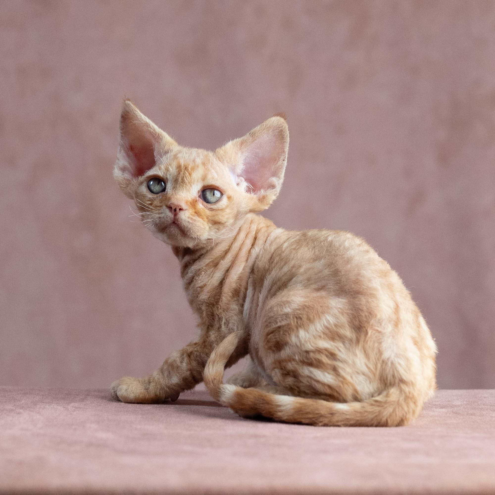 Xander, boy, born on 08.28.2026. Devon Rex Pixie Cattery