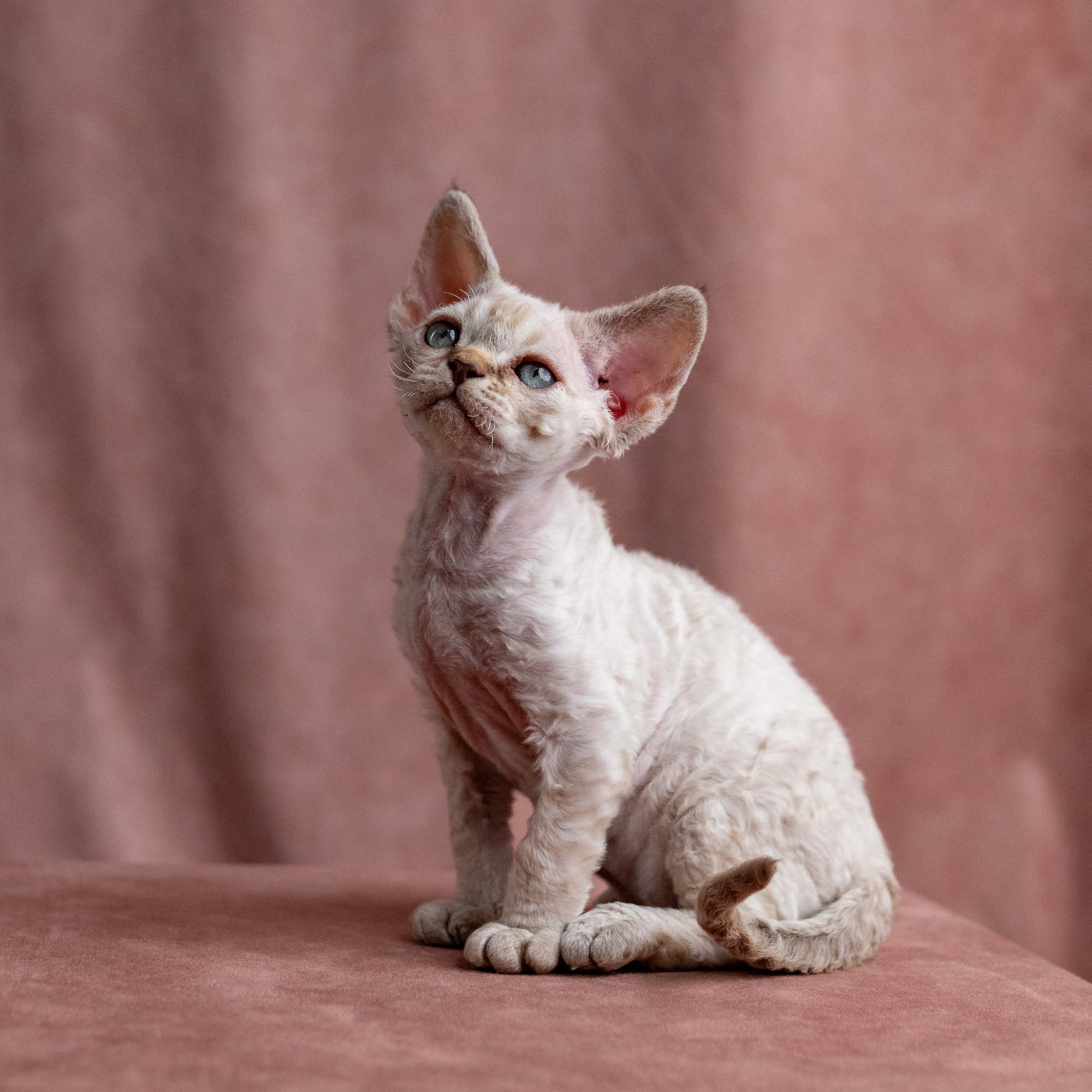 Viggo, boy, born on 08.27.2026. Devon Rex Pixie Cattery