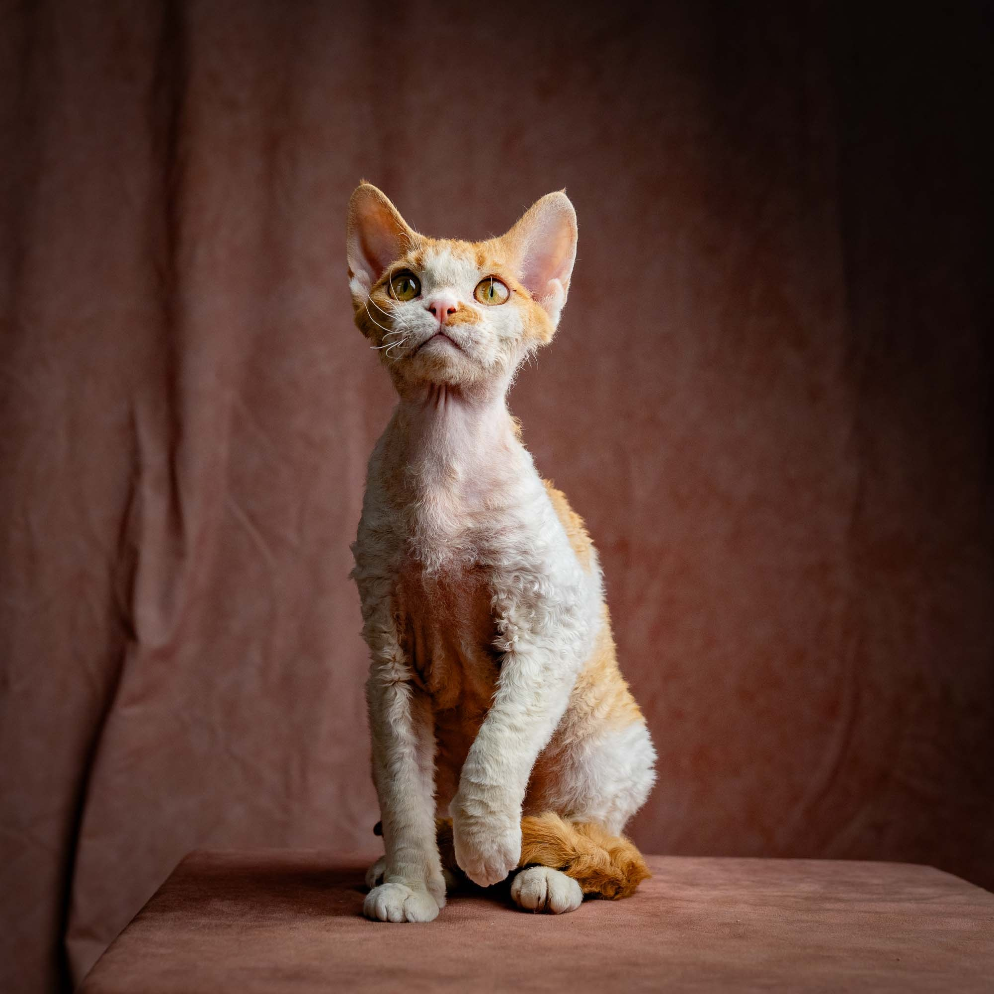 Nika. Devon Rex Pixie Cattery