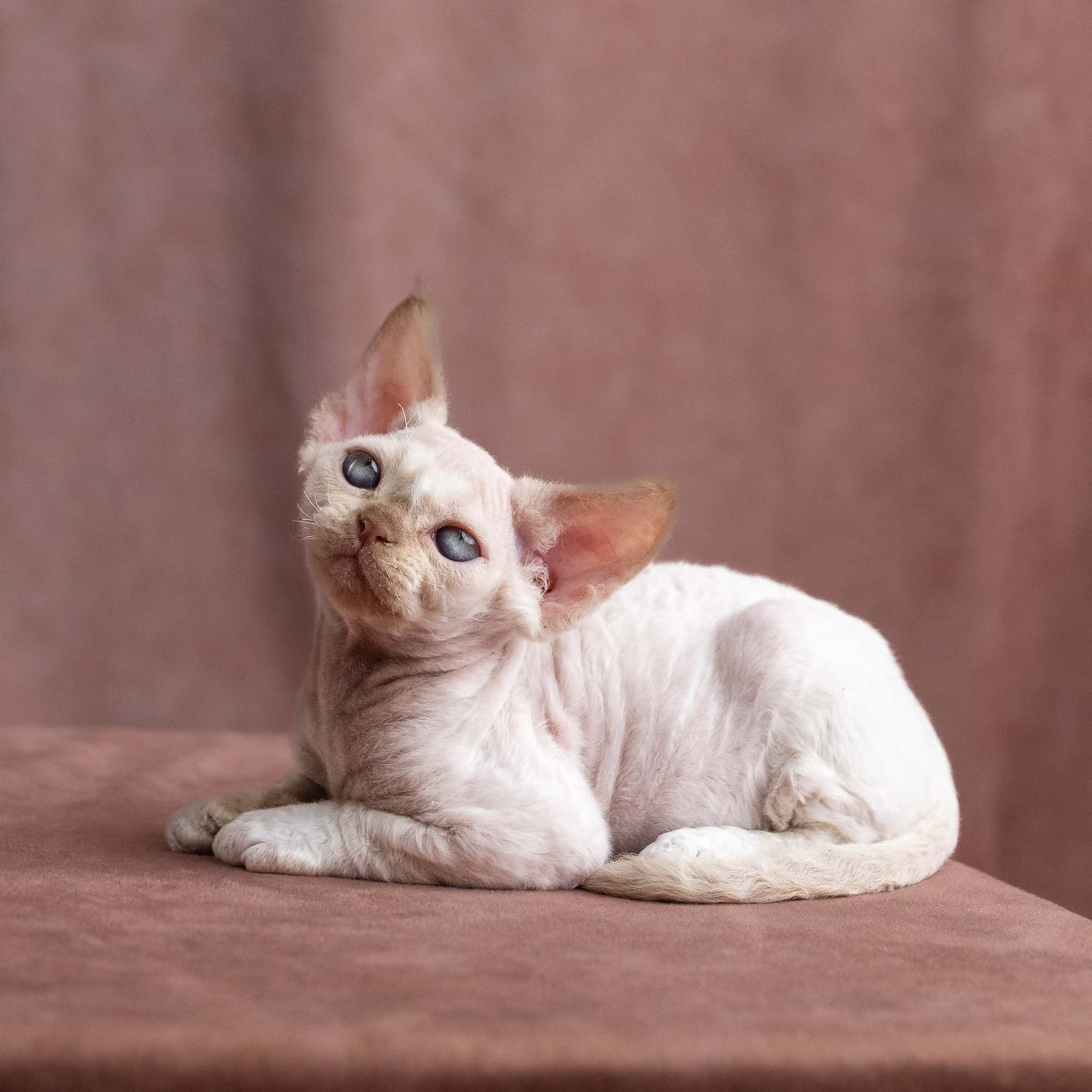 Vince, boy, born on 08.27.2026. Devon Rex Pixie Cattery