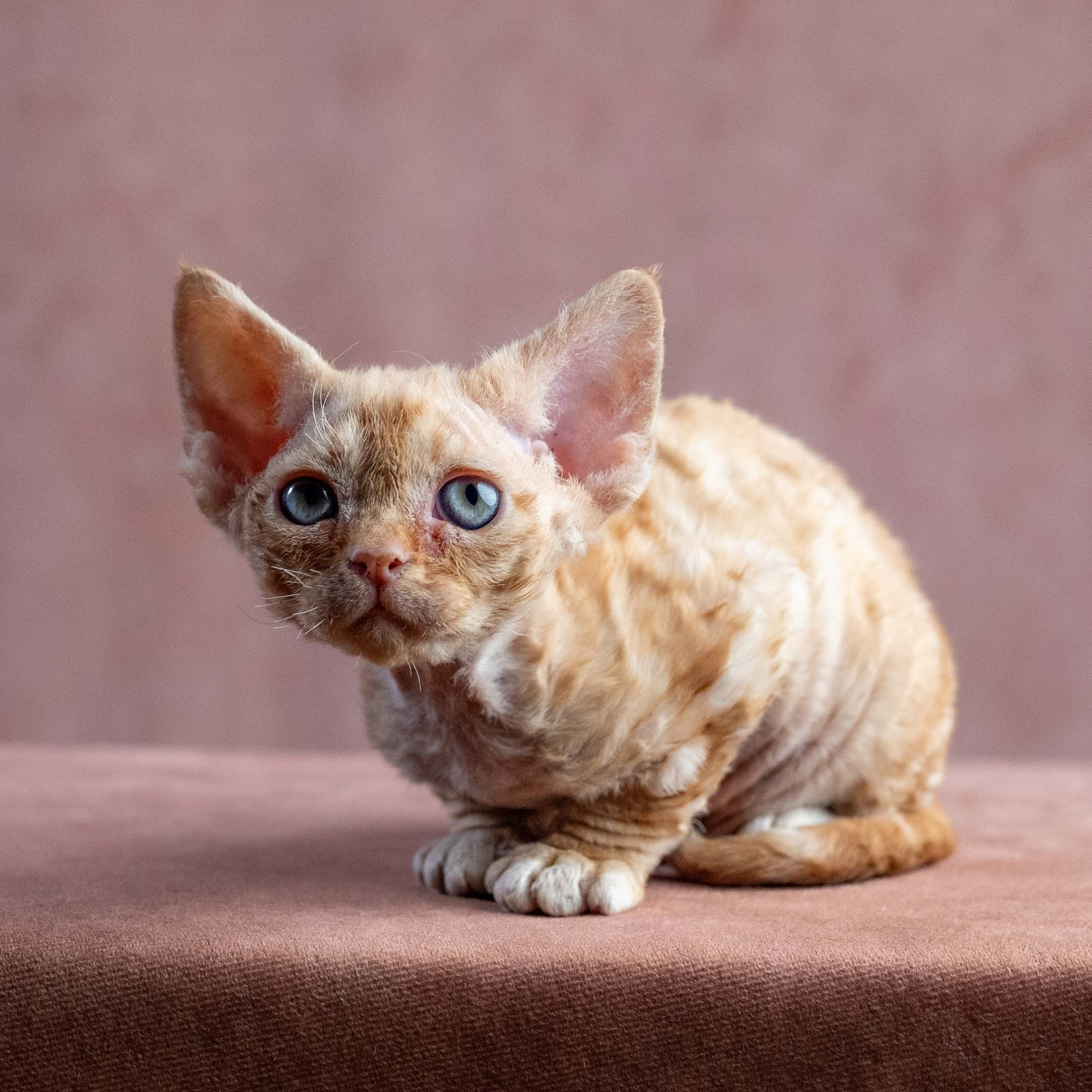 Xenia, girl, born on 08.28.2026. Devon Rex Pixie Cattery