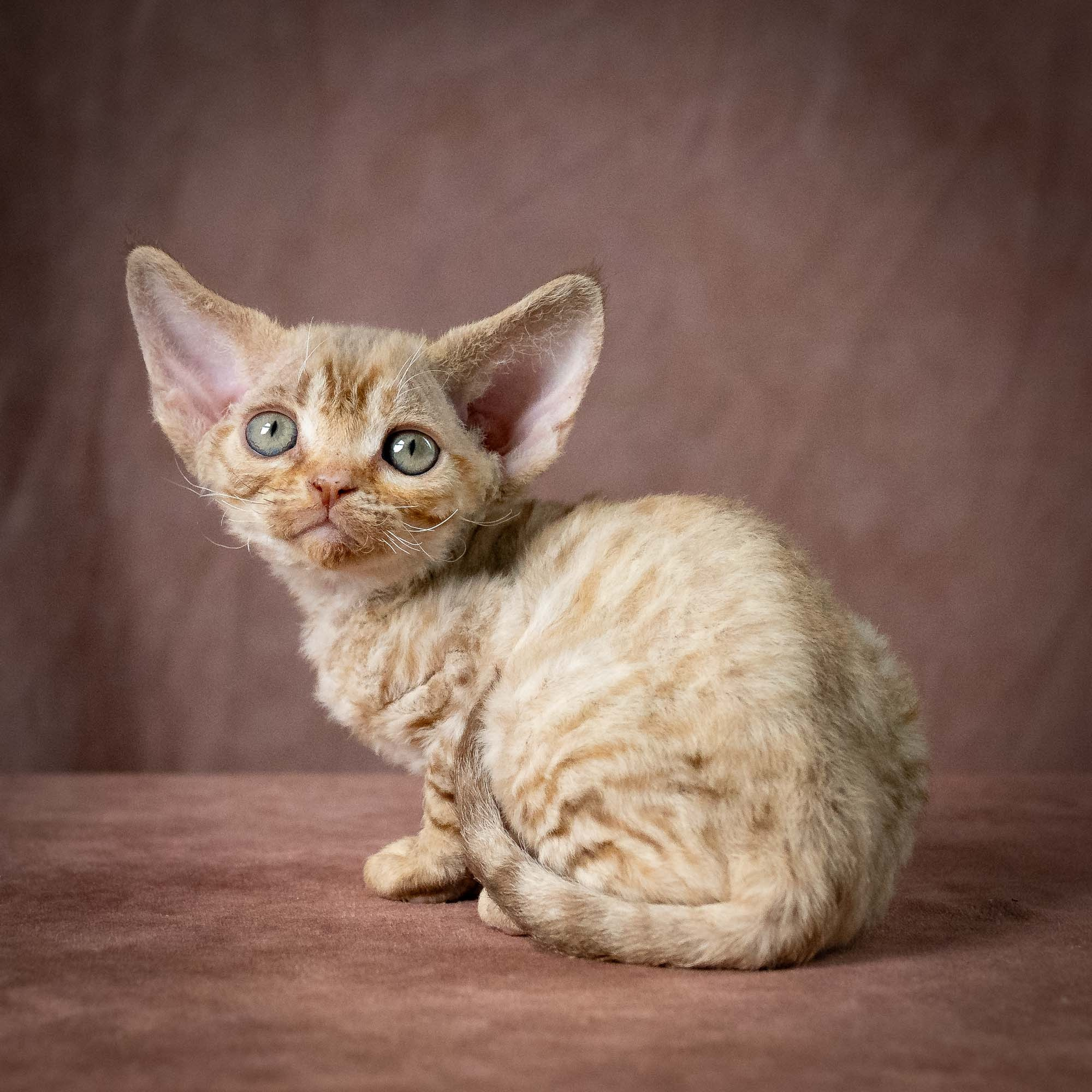 Umi, girl, born 07.19.2026. Devon Rex Pixie Cattery