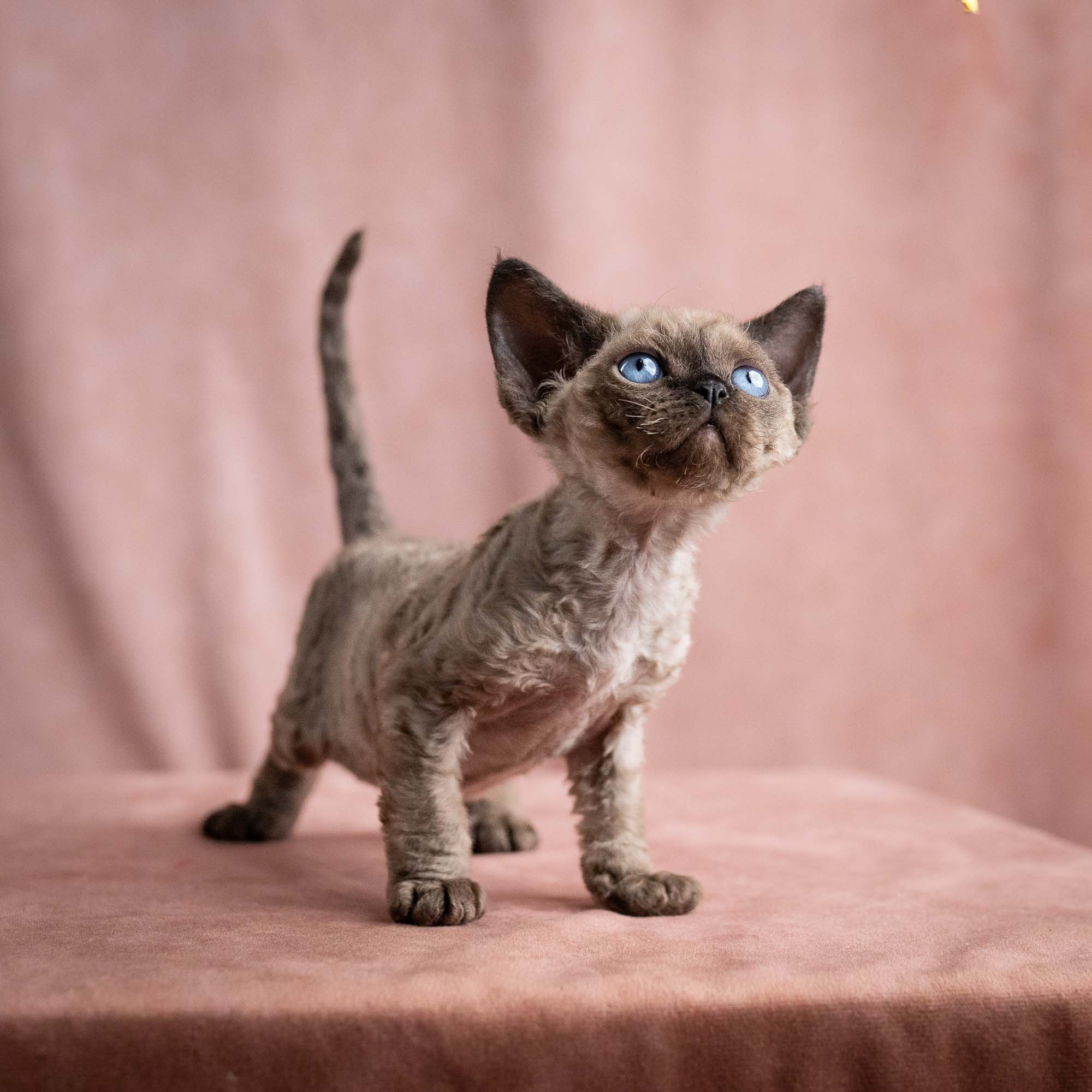 Vinci, boy, born on 08.27.2026. Devon Rex Pixie Cattery