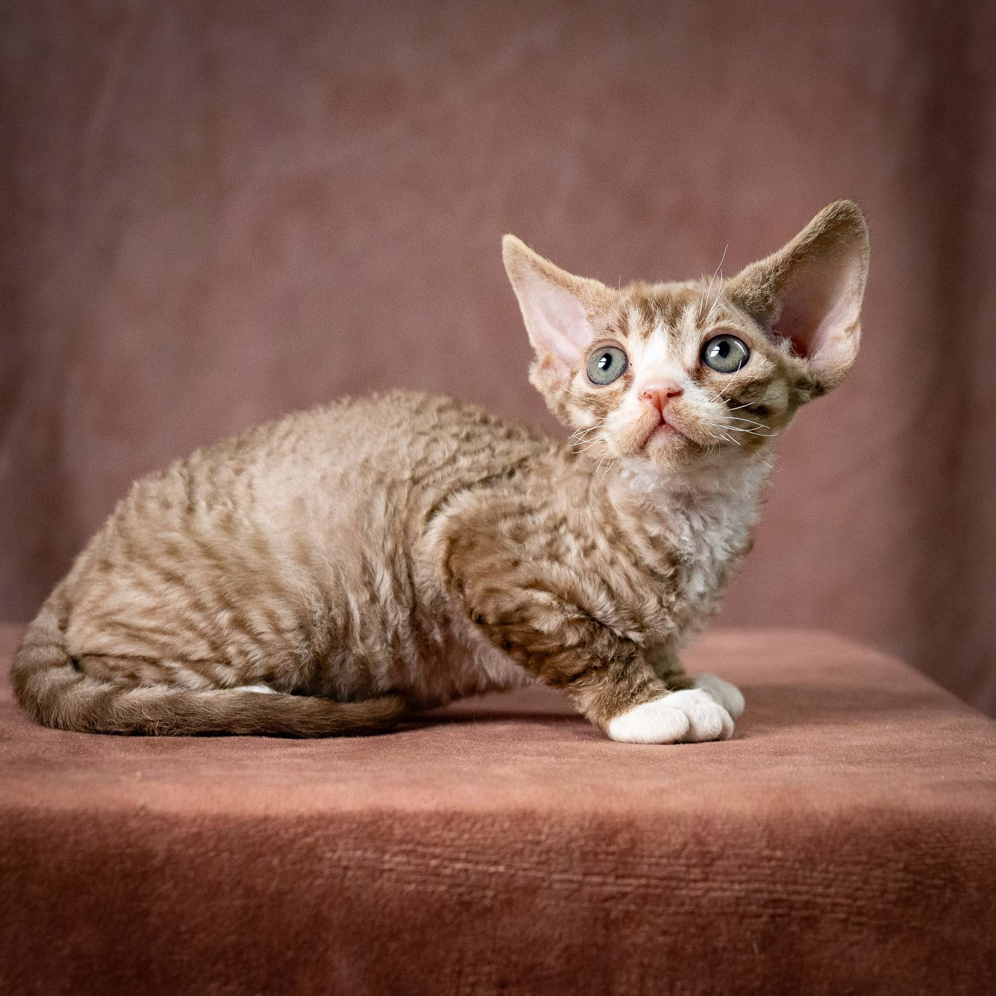 Ulysses, boy, born 07.19.2026. Devon Rex Pixie Cattery