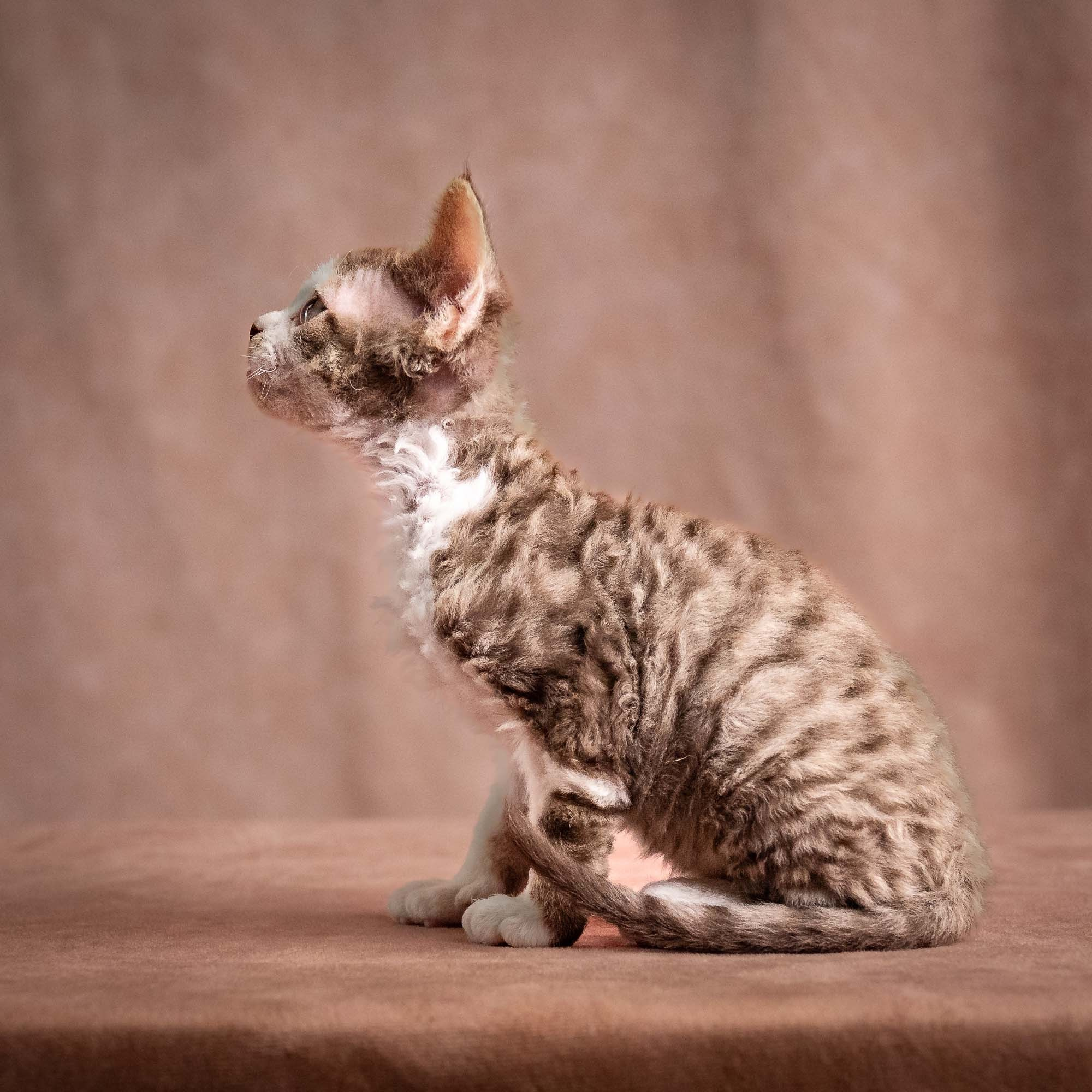 Watson, boy, born on 08.28.2026. Devon Rex Pixie Cattery