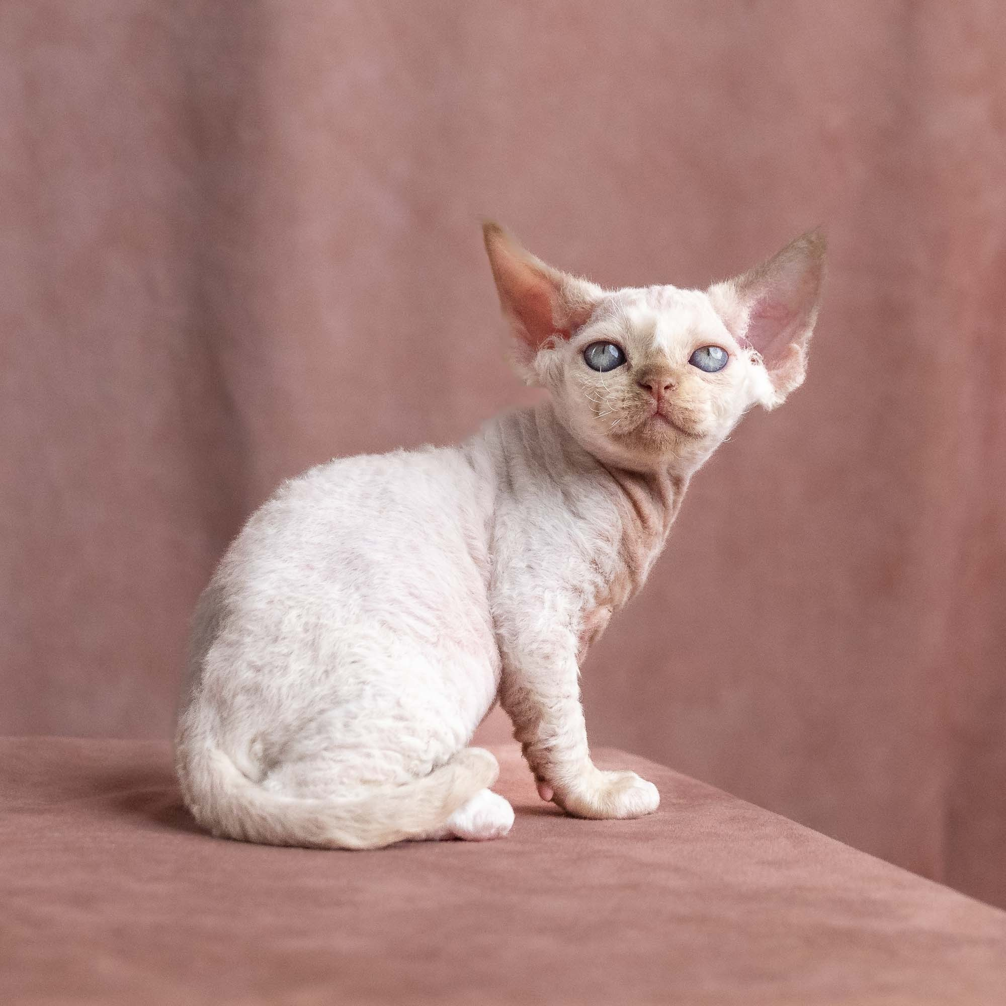 Vince, boy, born on 08.27.2026. Devon Rex Pixie Cattery