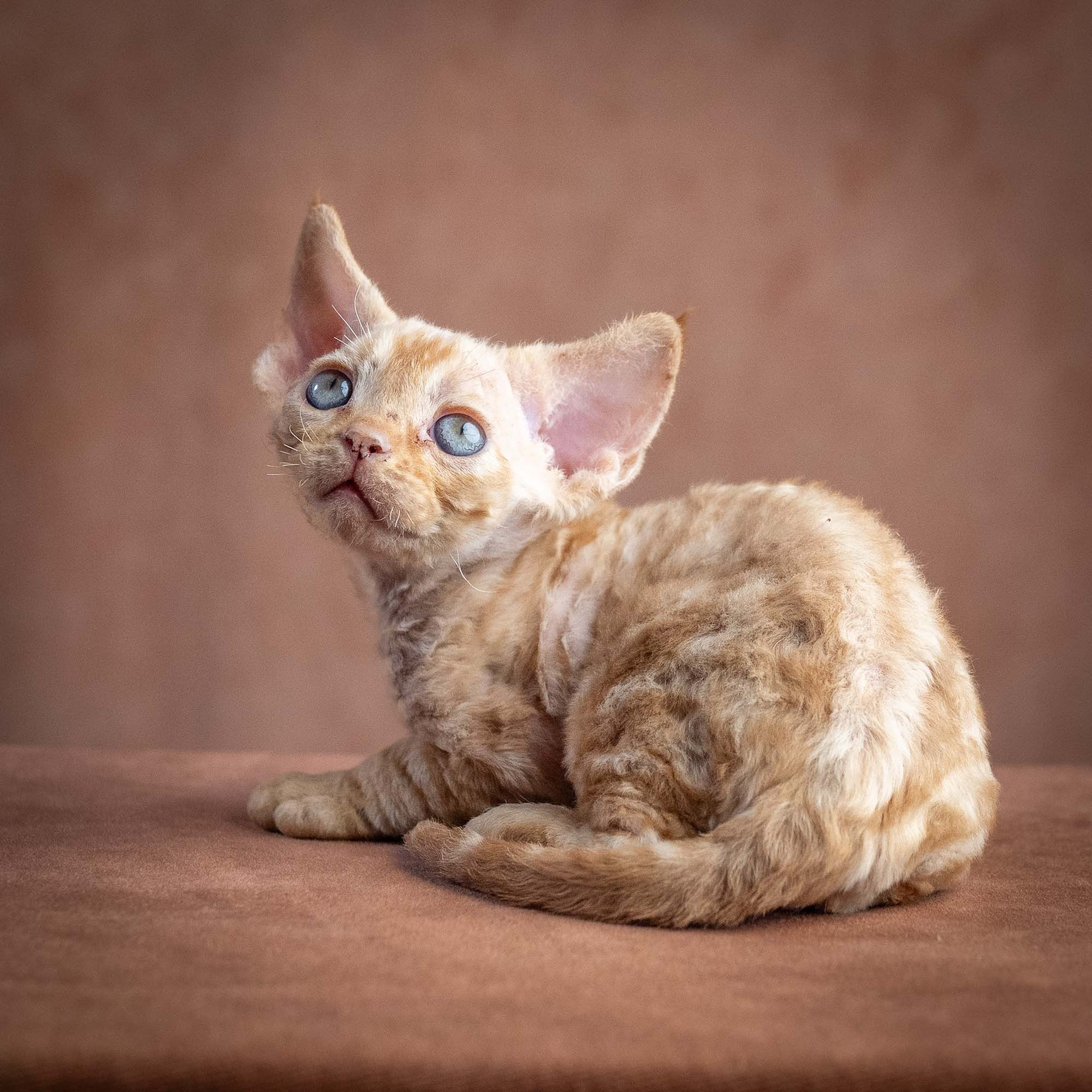 Xan, boy, born on 08.28.2026. Devon Rex Pixie Cattery