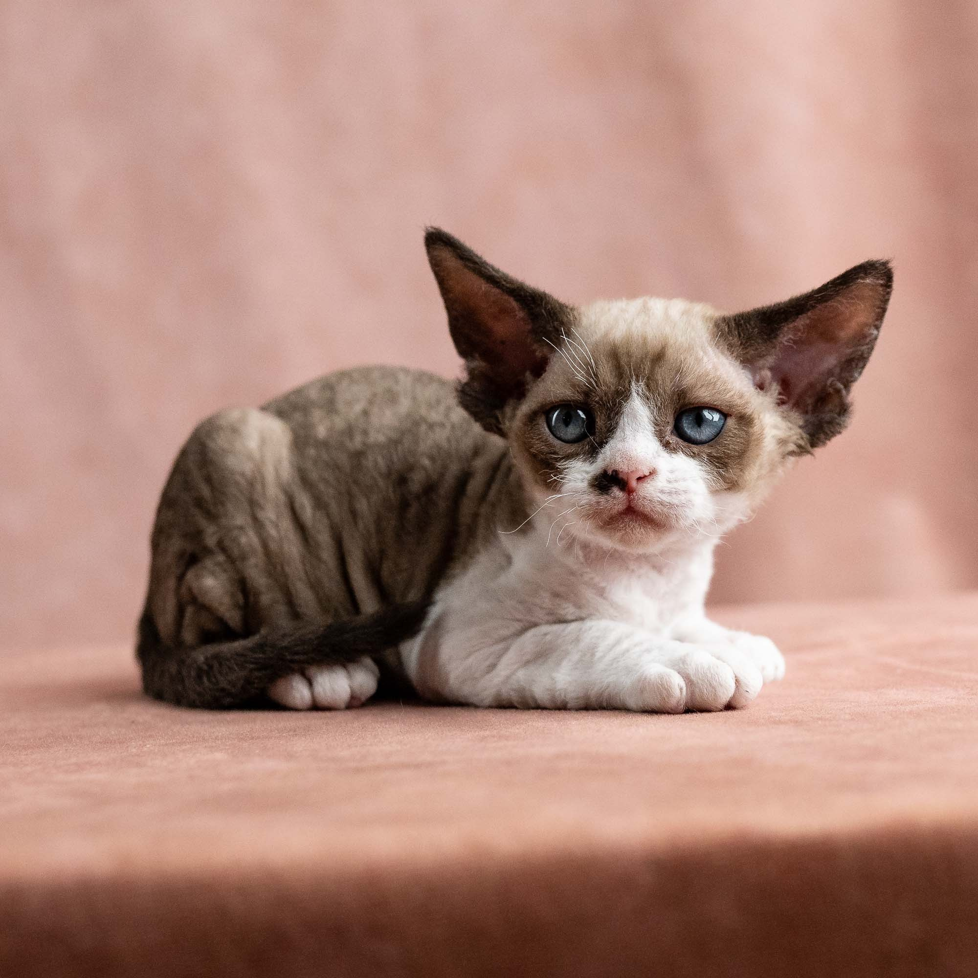 Vesper, boy, born on 08.27.2026. Devon Rex Pixie Cattery