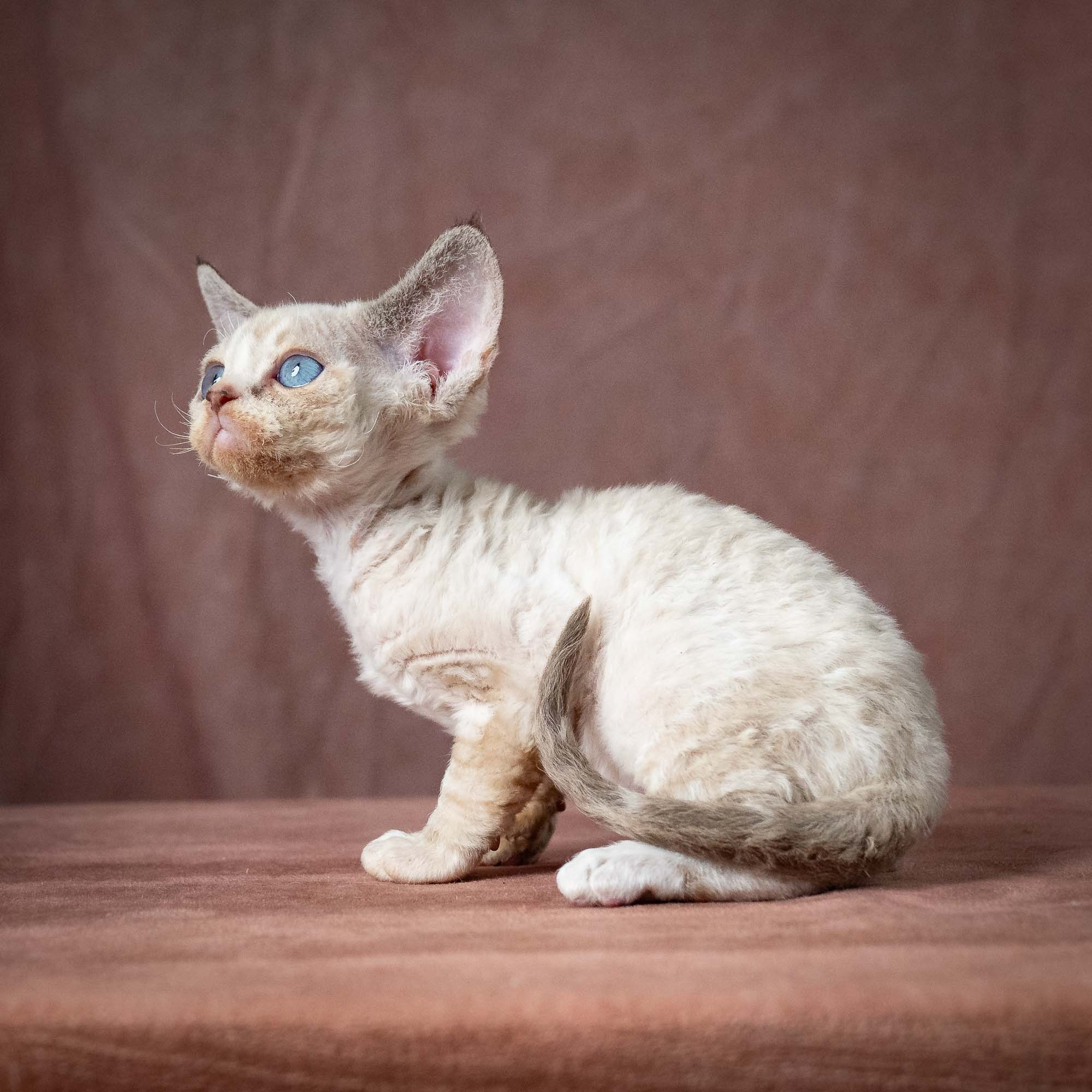 Toby, boy, born 07.15.2026. Devon Rex Pixie Cattery
